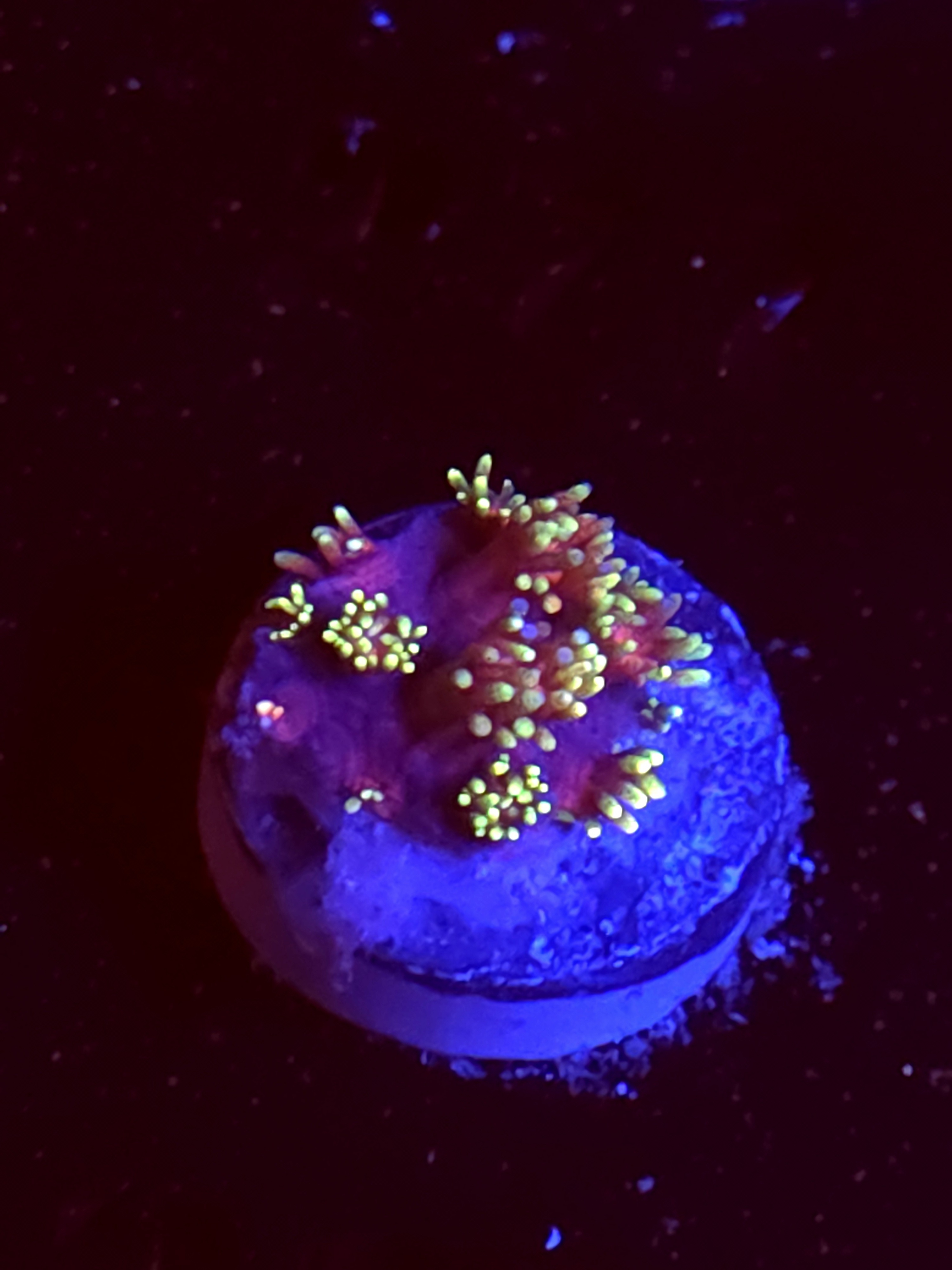 SBB "Bubble Parade" Goni Small