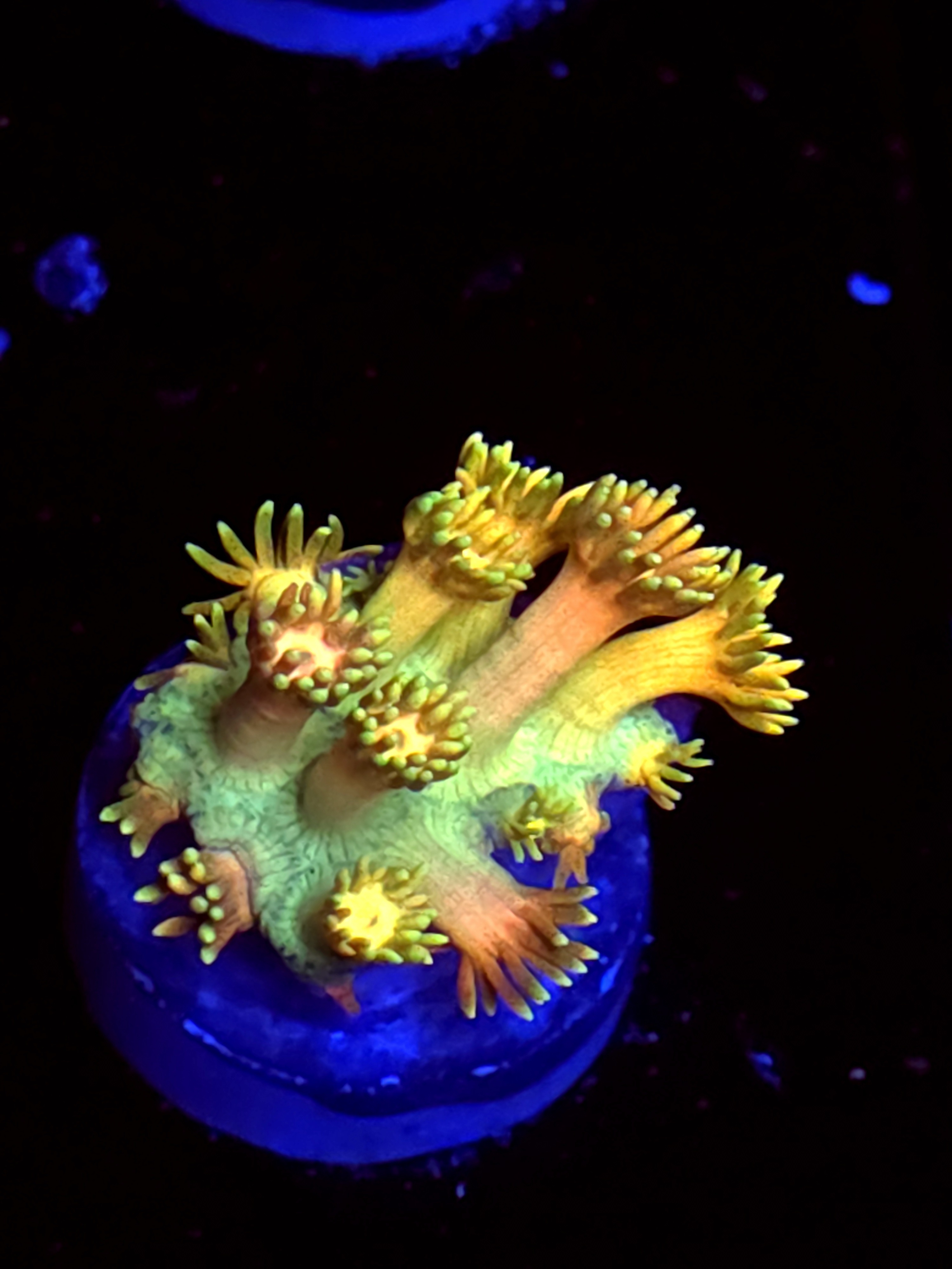 SBB "Lava Monster" Goni Medium