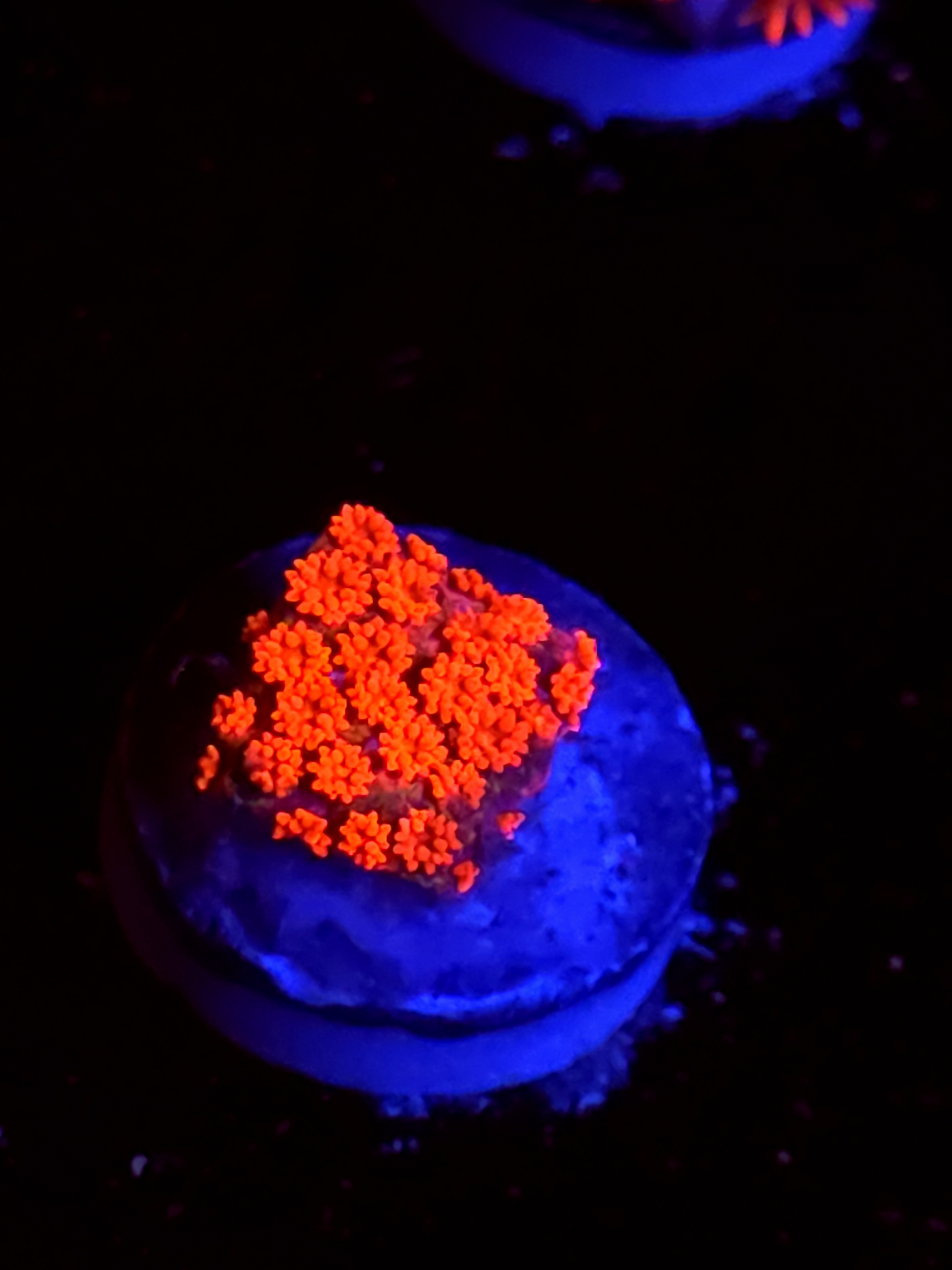 SBB "Orange Envy" Goni Medium