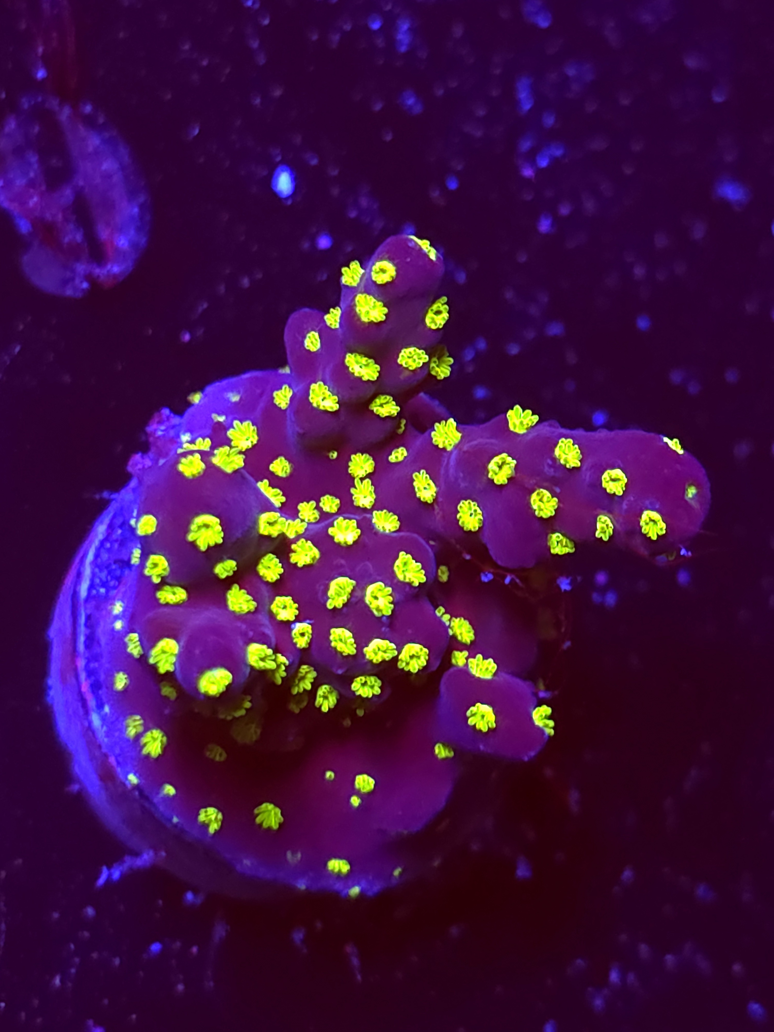 SBB "Light Saber" Acro Medium 3 Branch