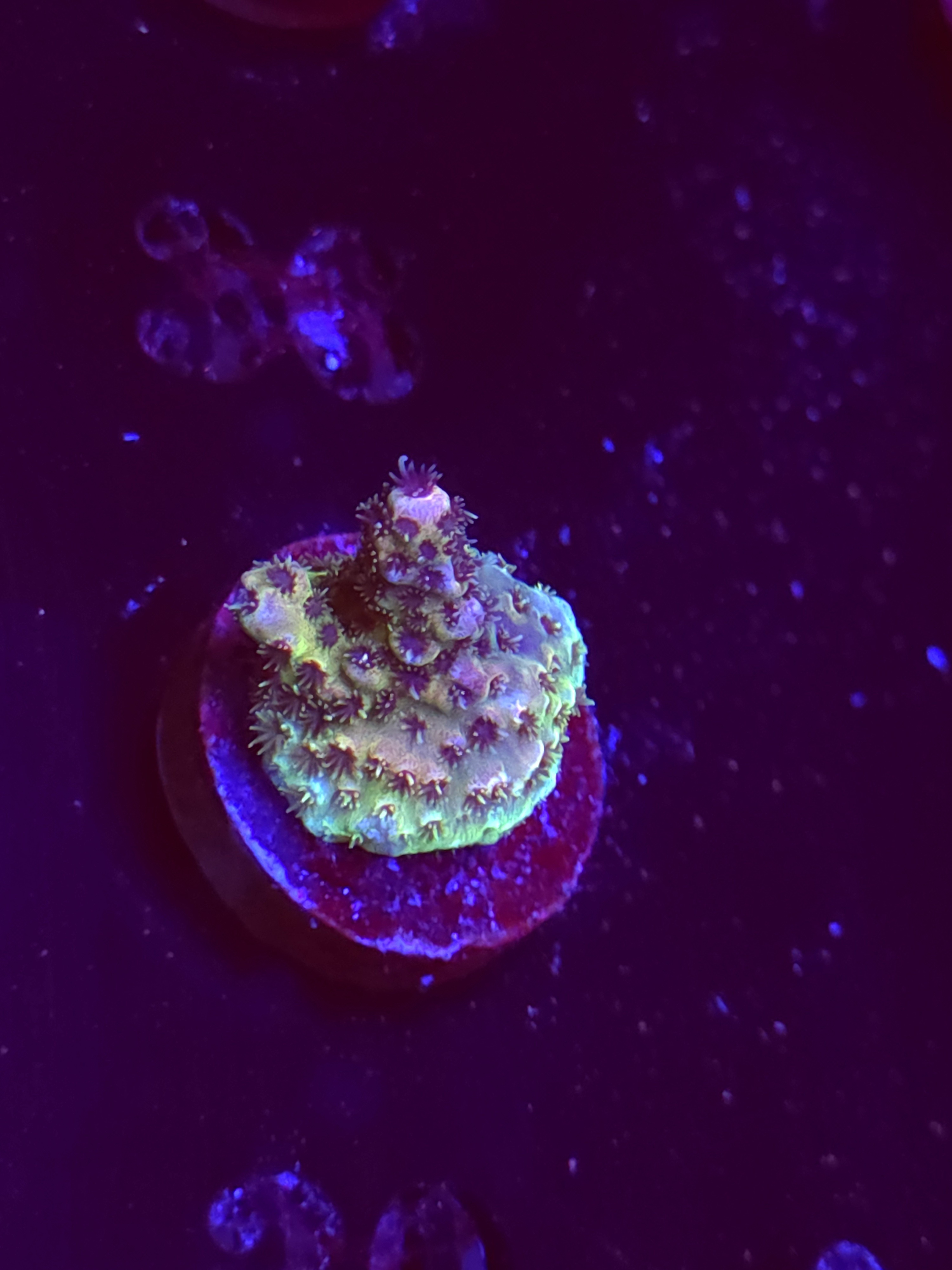 SBB "Prism Pain" Acro Tiny Crusted