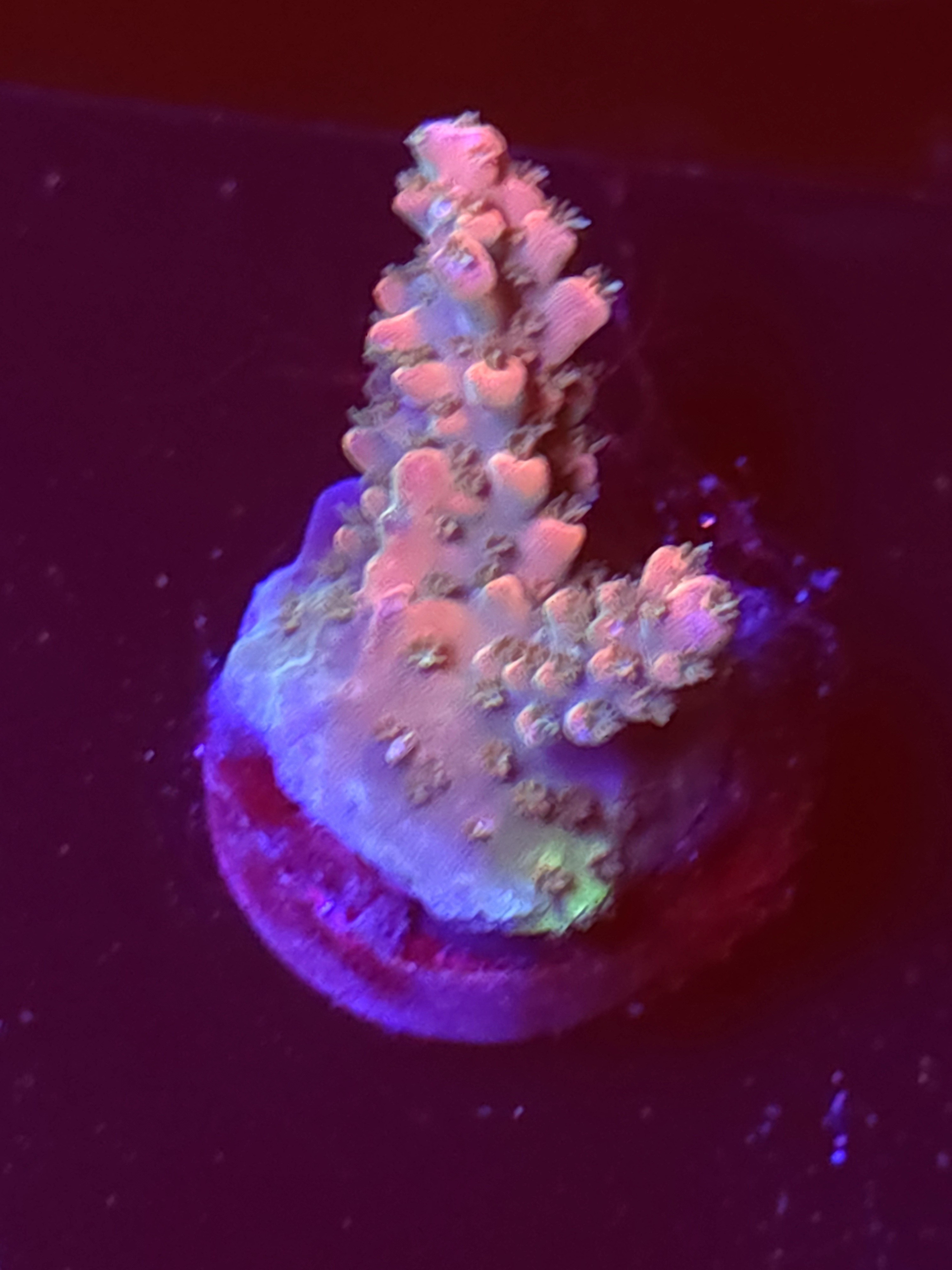 SBB "Apple Jacks" Acro Small Branch