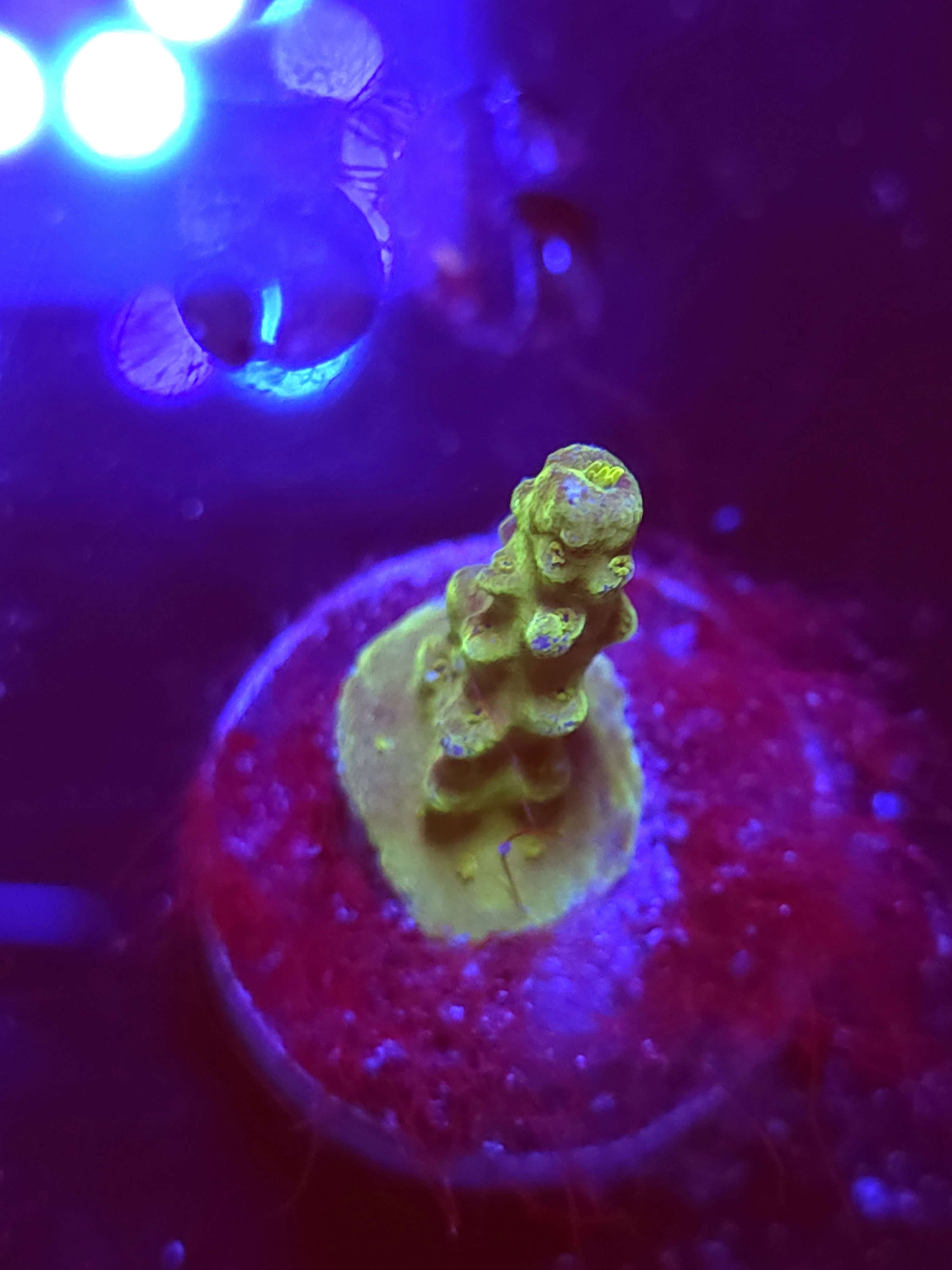 SBB "Yellow Fever" Acro Tiny Branch