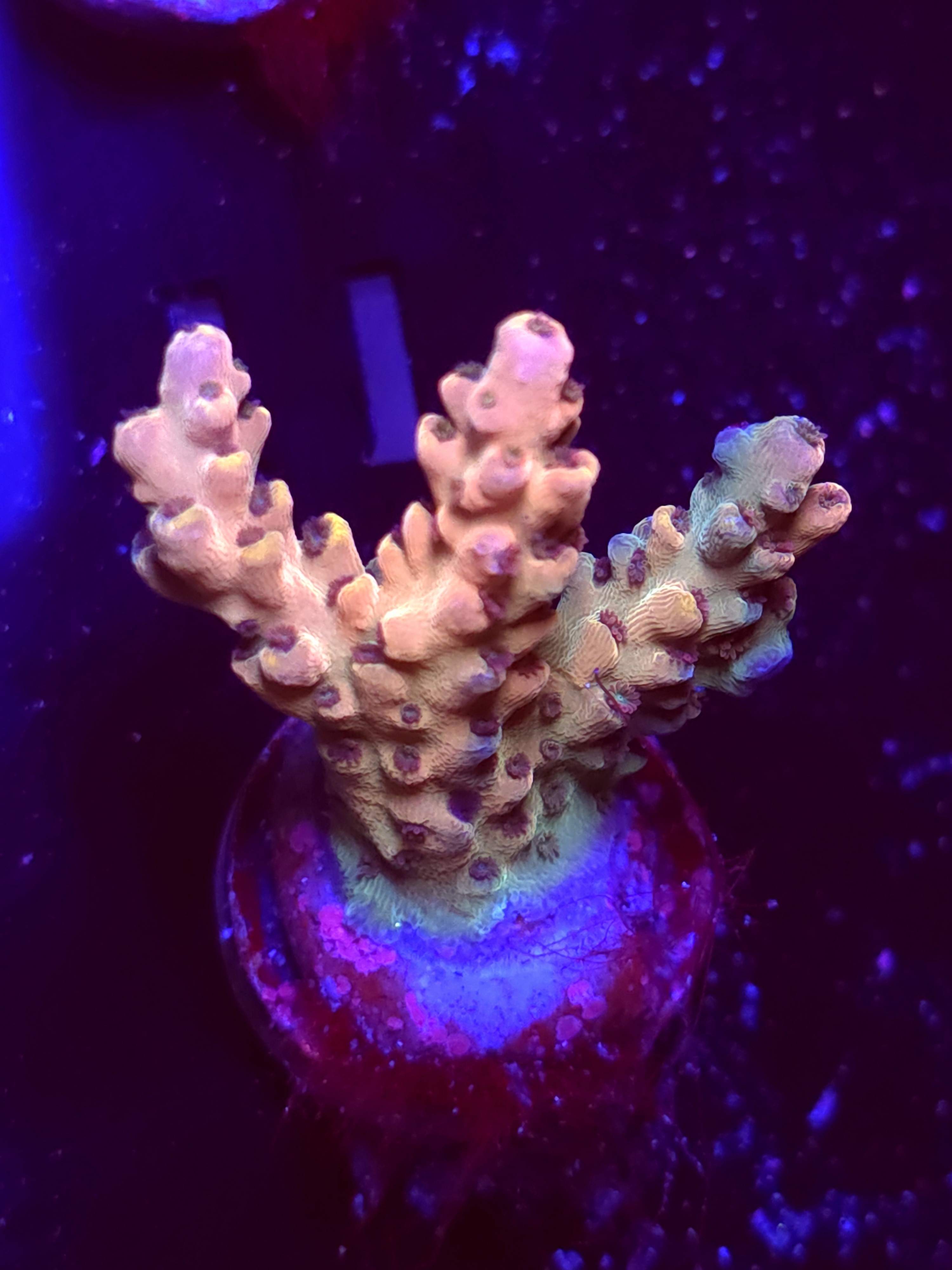 SBB "Liquid" Acro Medium 2 Branch