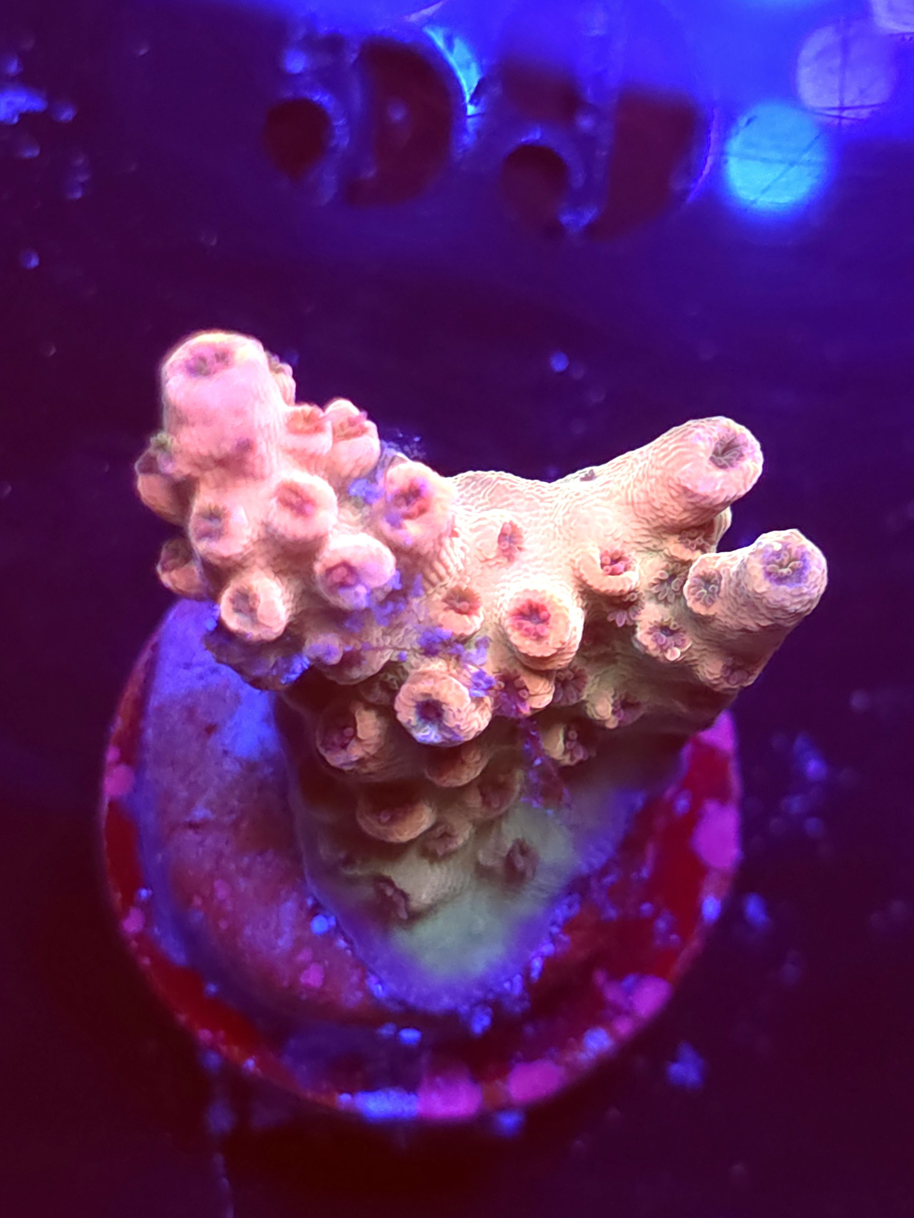 SBB "Liquid Fire" Acro Small 2 Branch