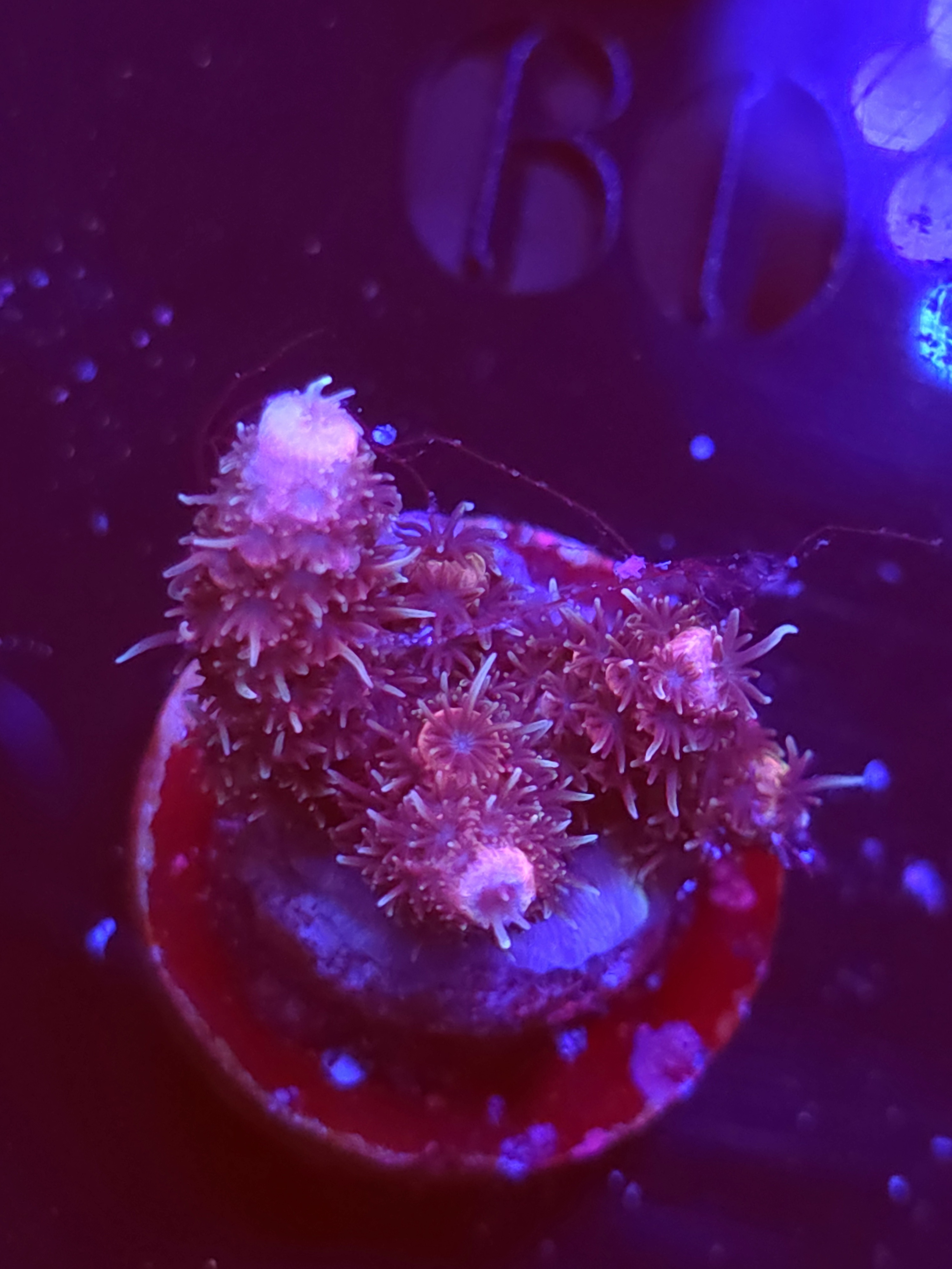 SBB "Crayon Koala" Acro Small Multibranch