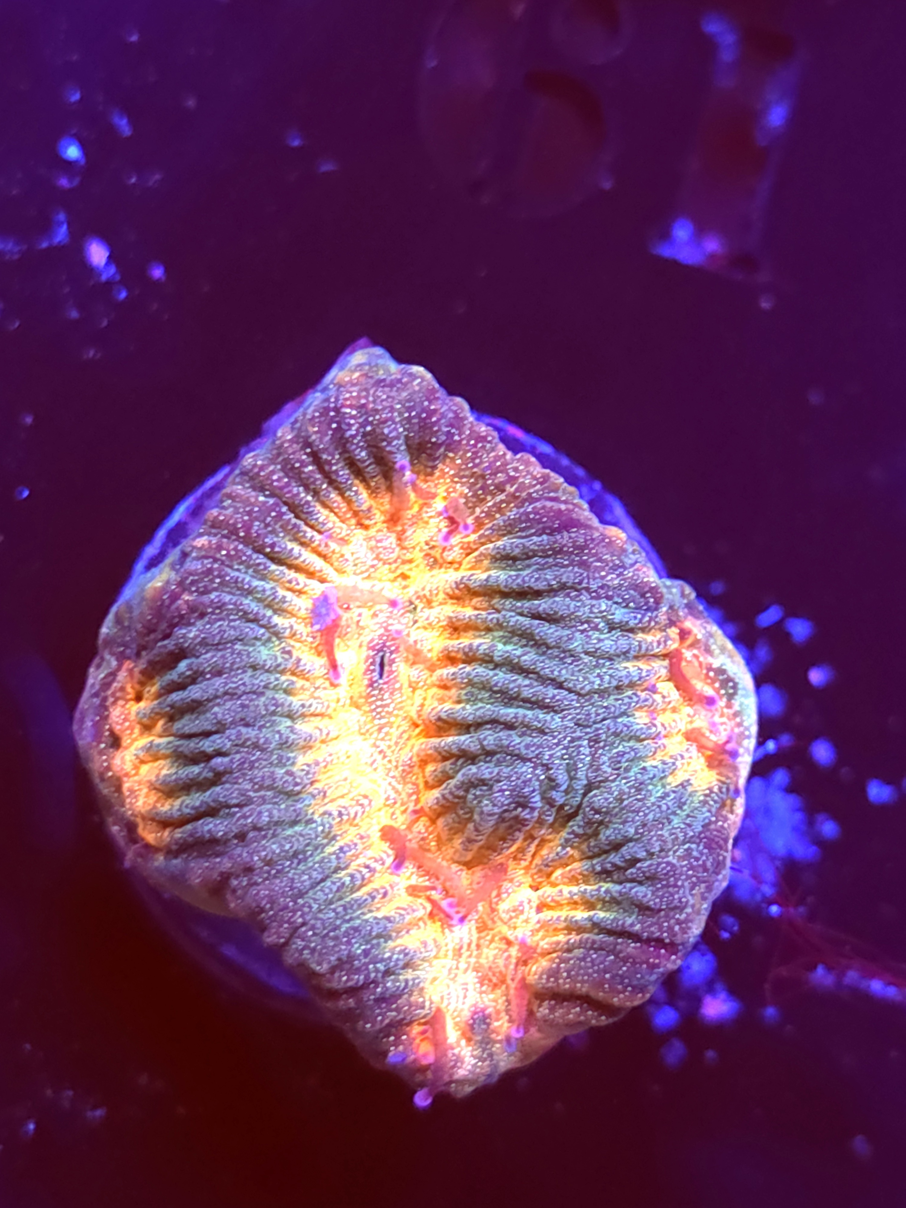 SBB "Space Lava" Encruster Small