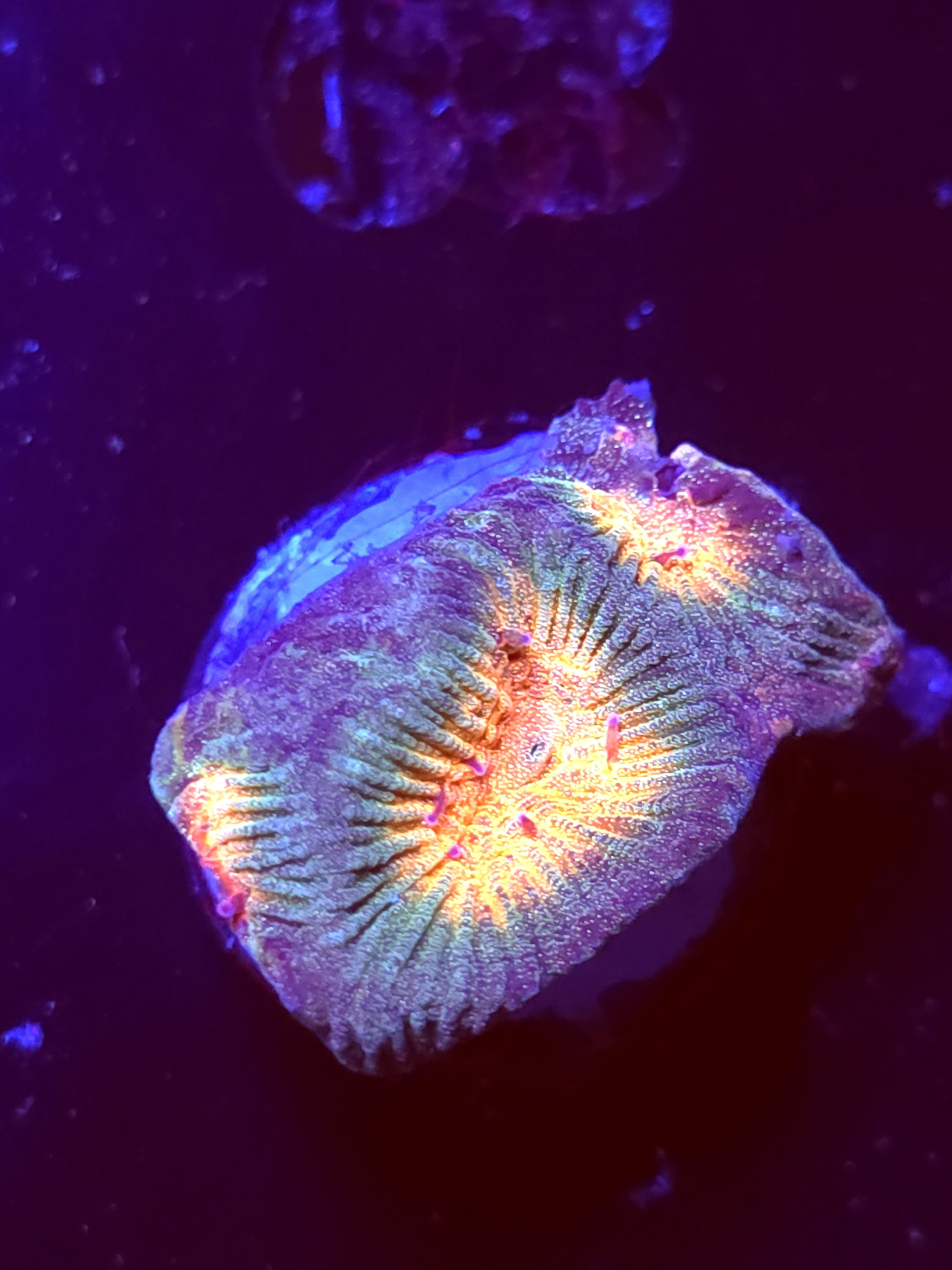 SBB "Space Lava" Encruster Small