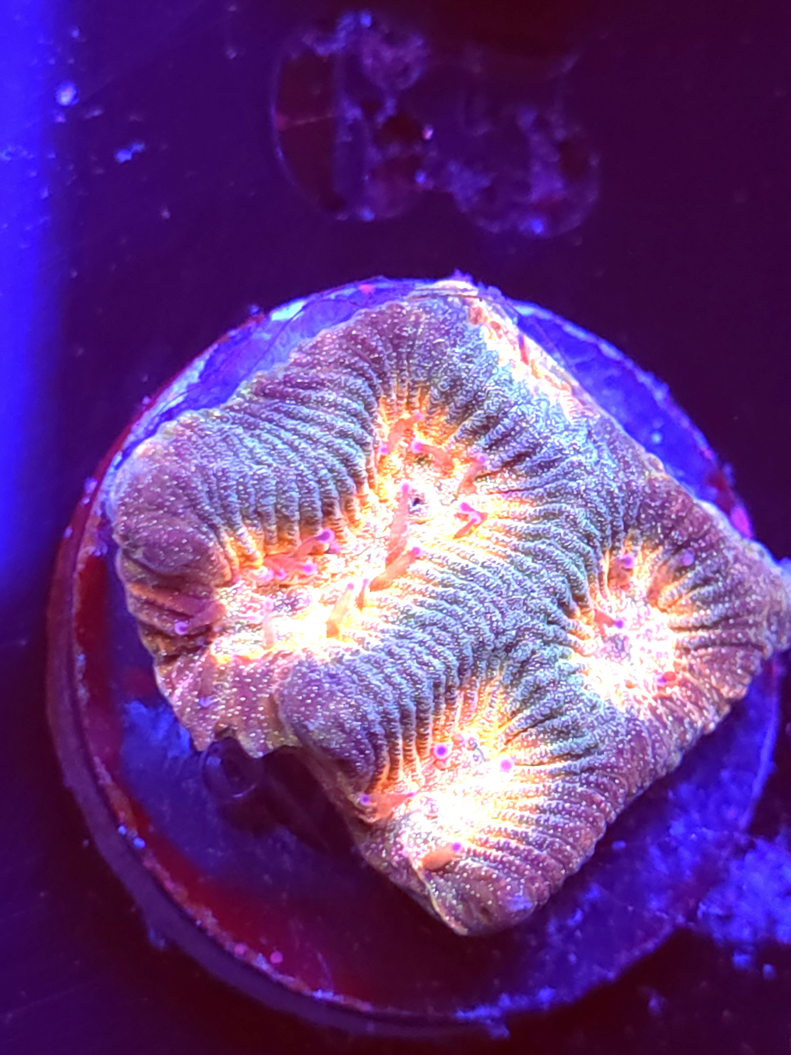 SBB "Space Lava" Encruster Large