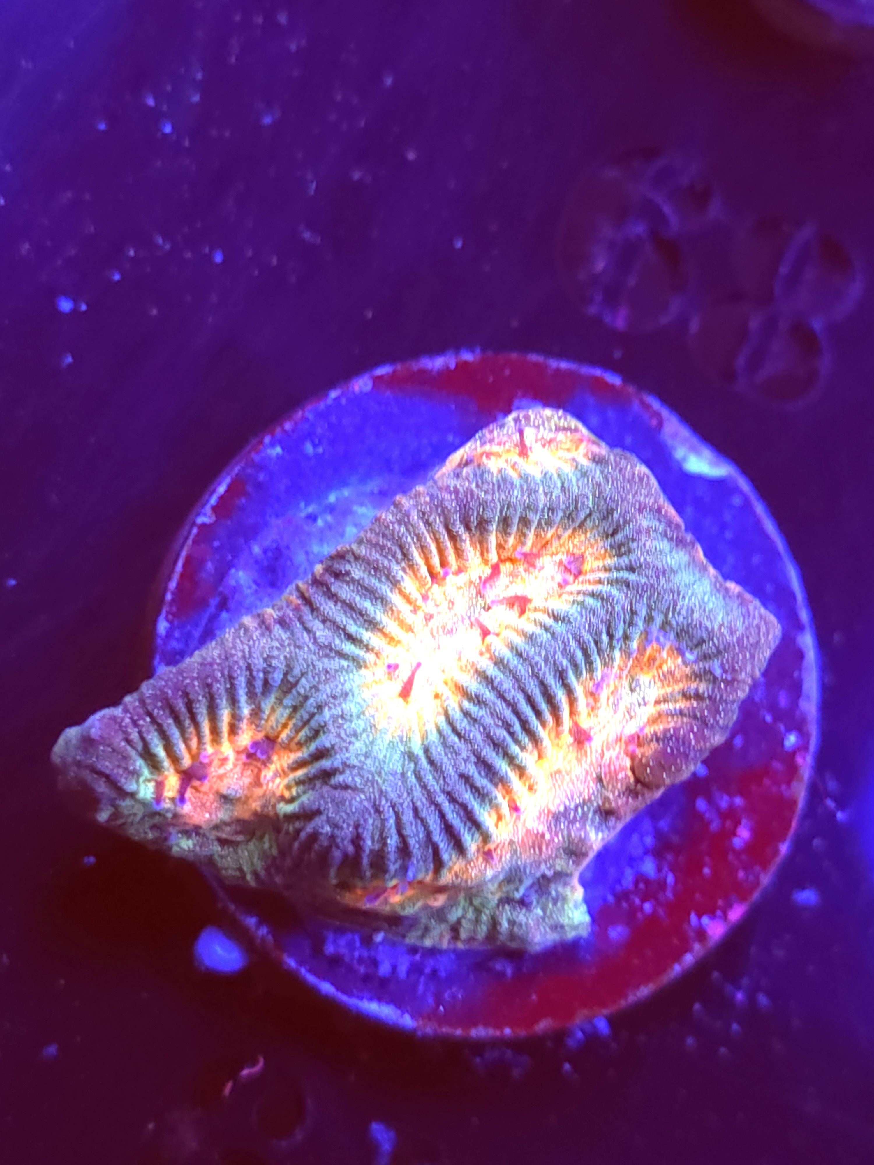 SBB "Space Lava" Encruster Medium