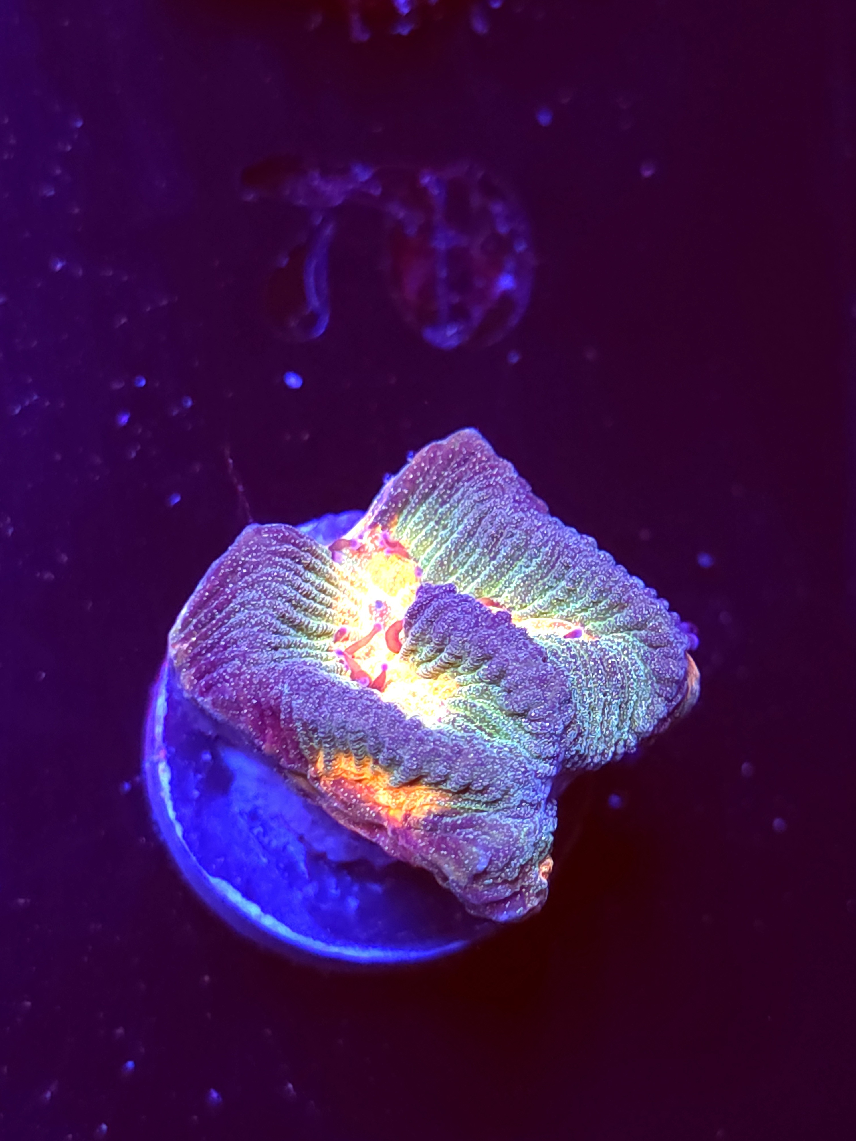 SBB "Mystery Signature" Encruster Medium