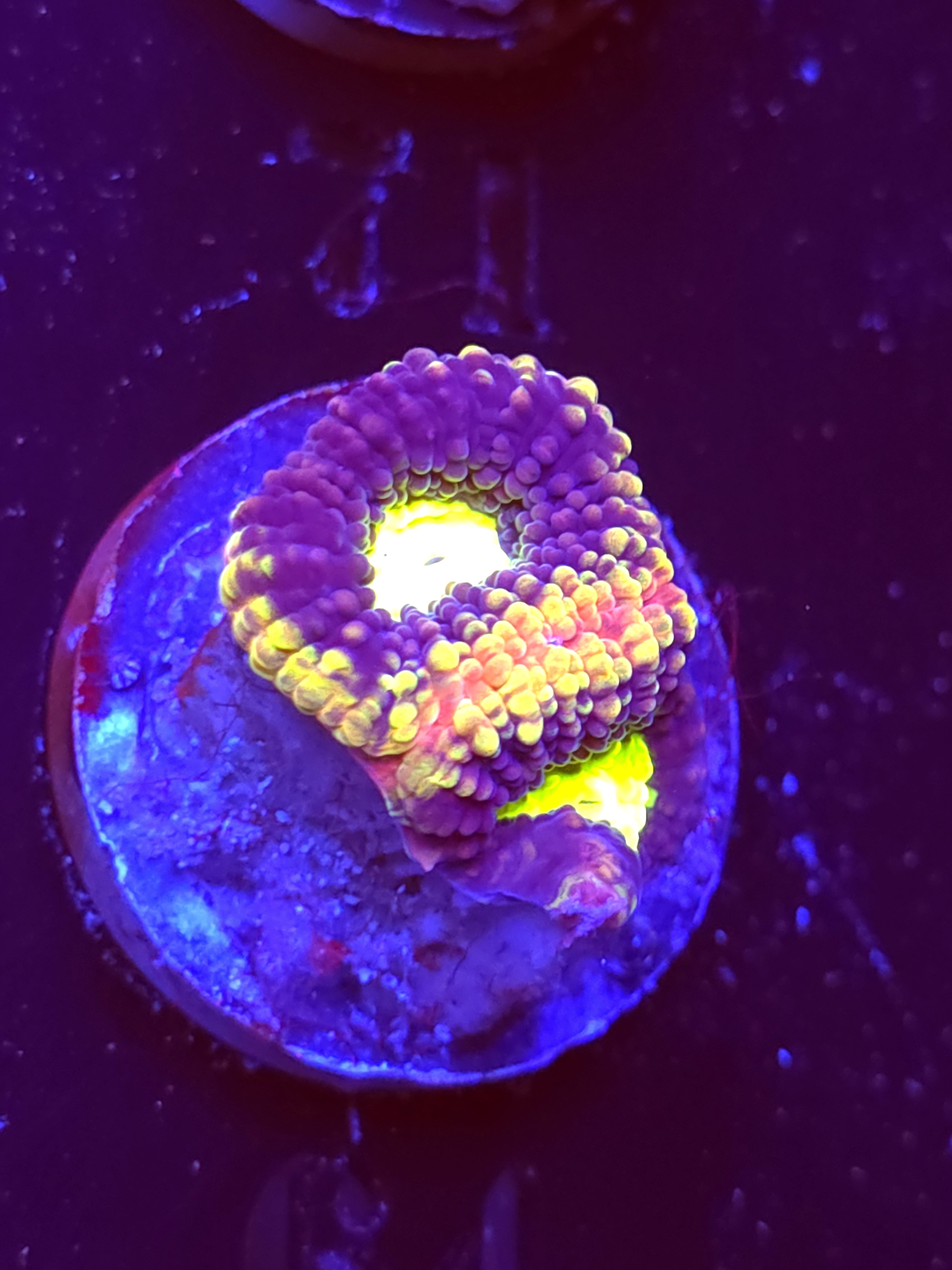 SBB "Mystery Signature" Favia 2 Eyes