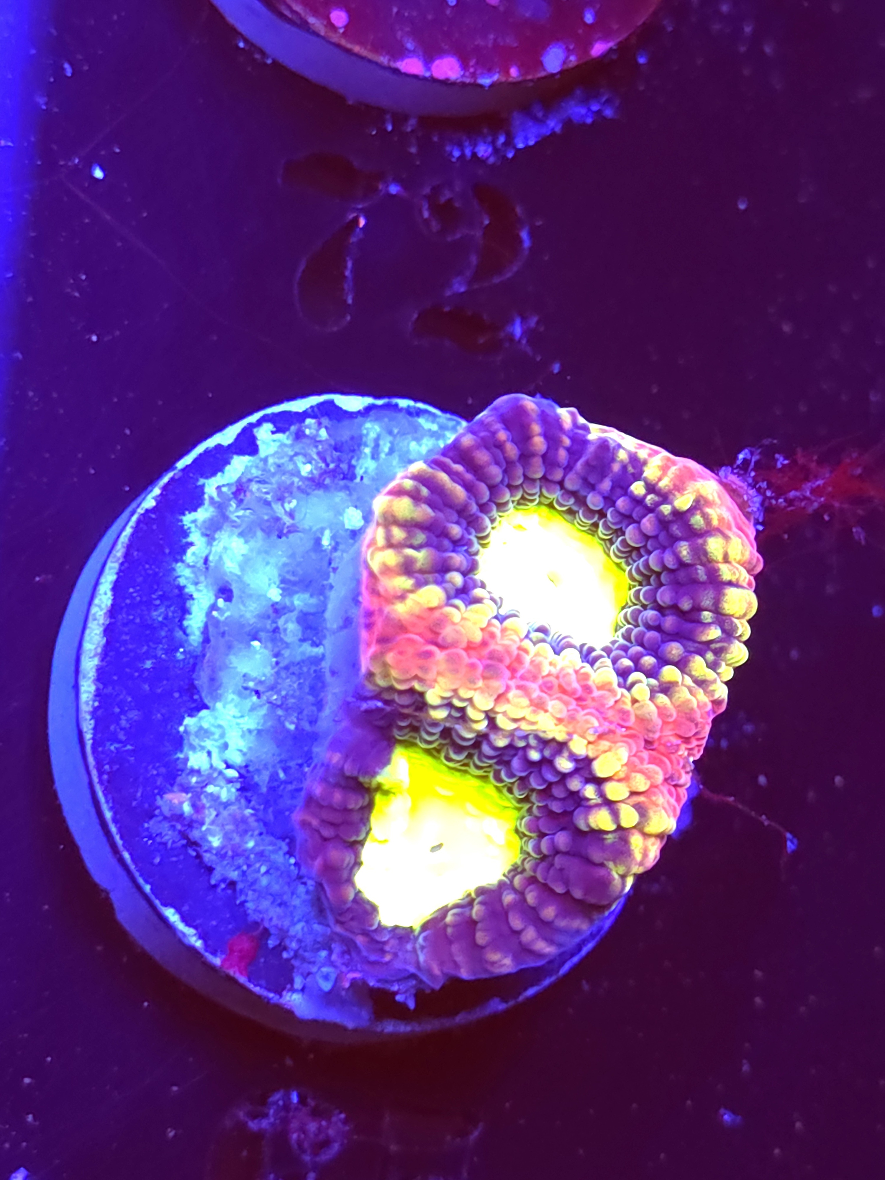 SBB "Dragon Soul" Favia 2 Eyes