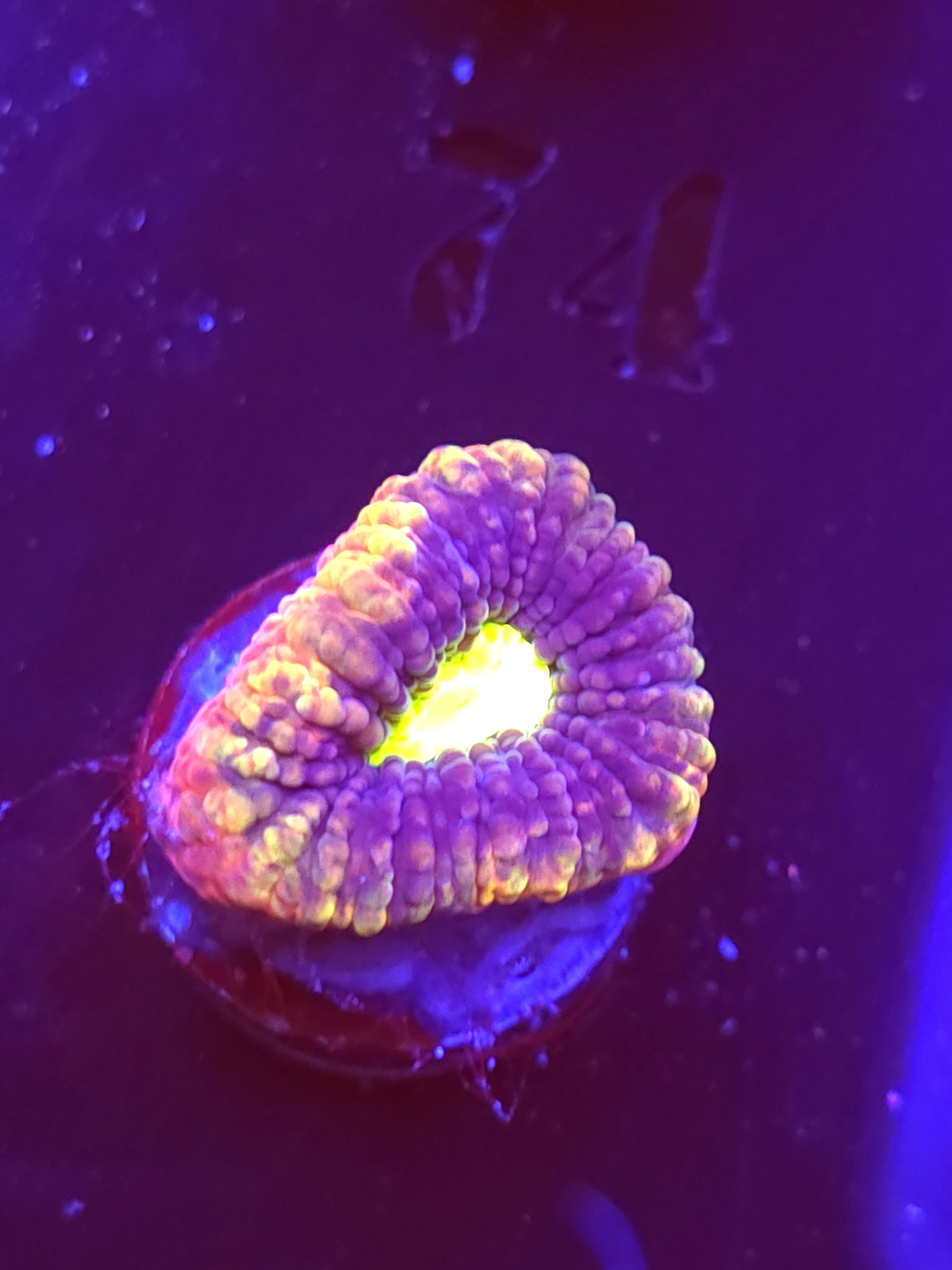 SBB "Dragon Soul" Favia 1 Eye