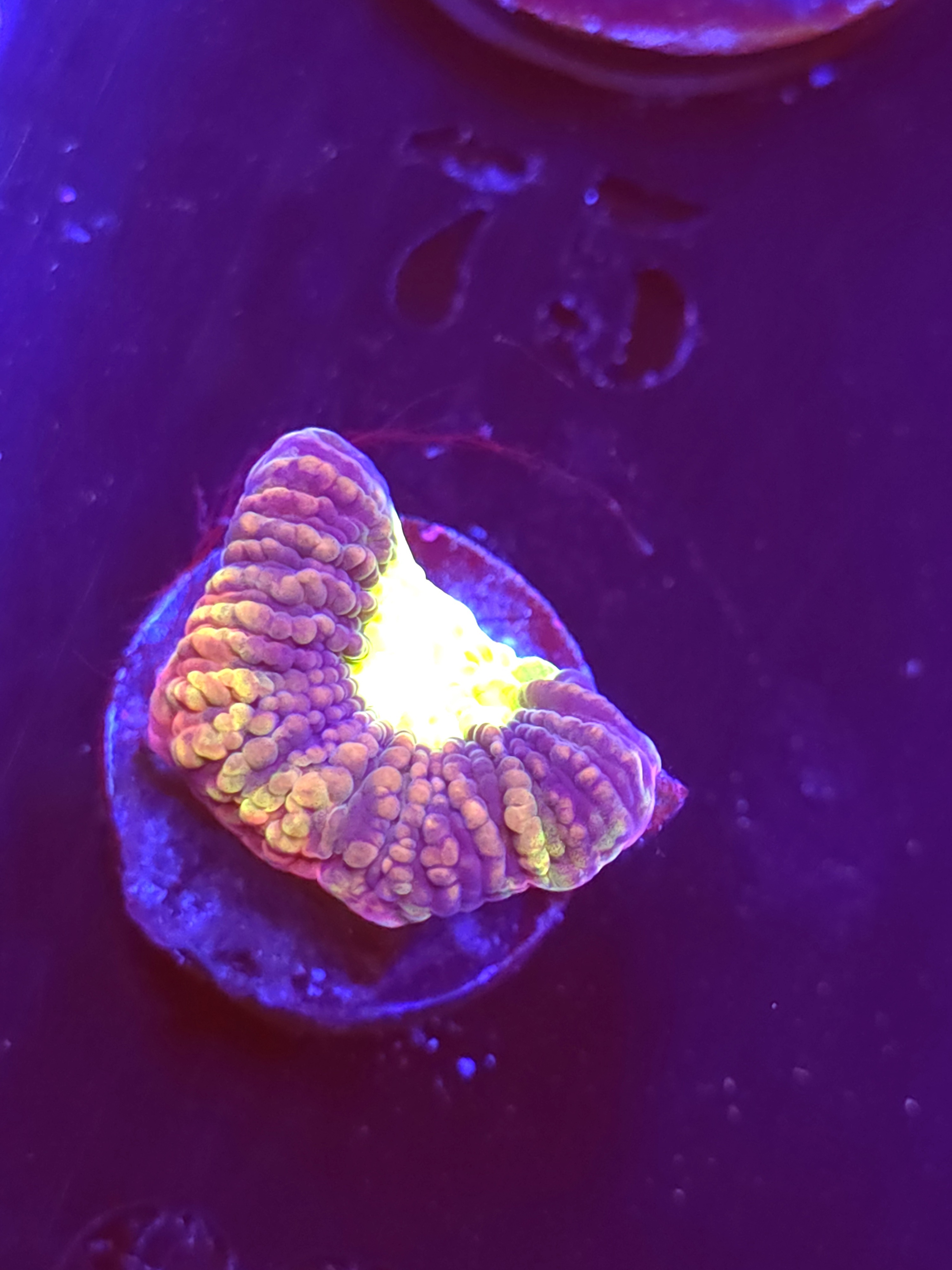 SBB "Dragon Soul" Favia 1 Eye