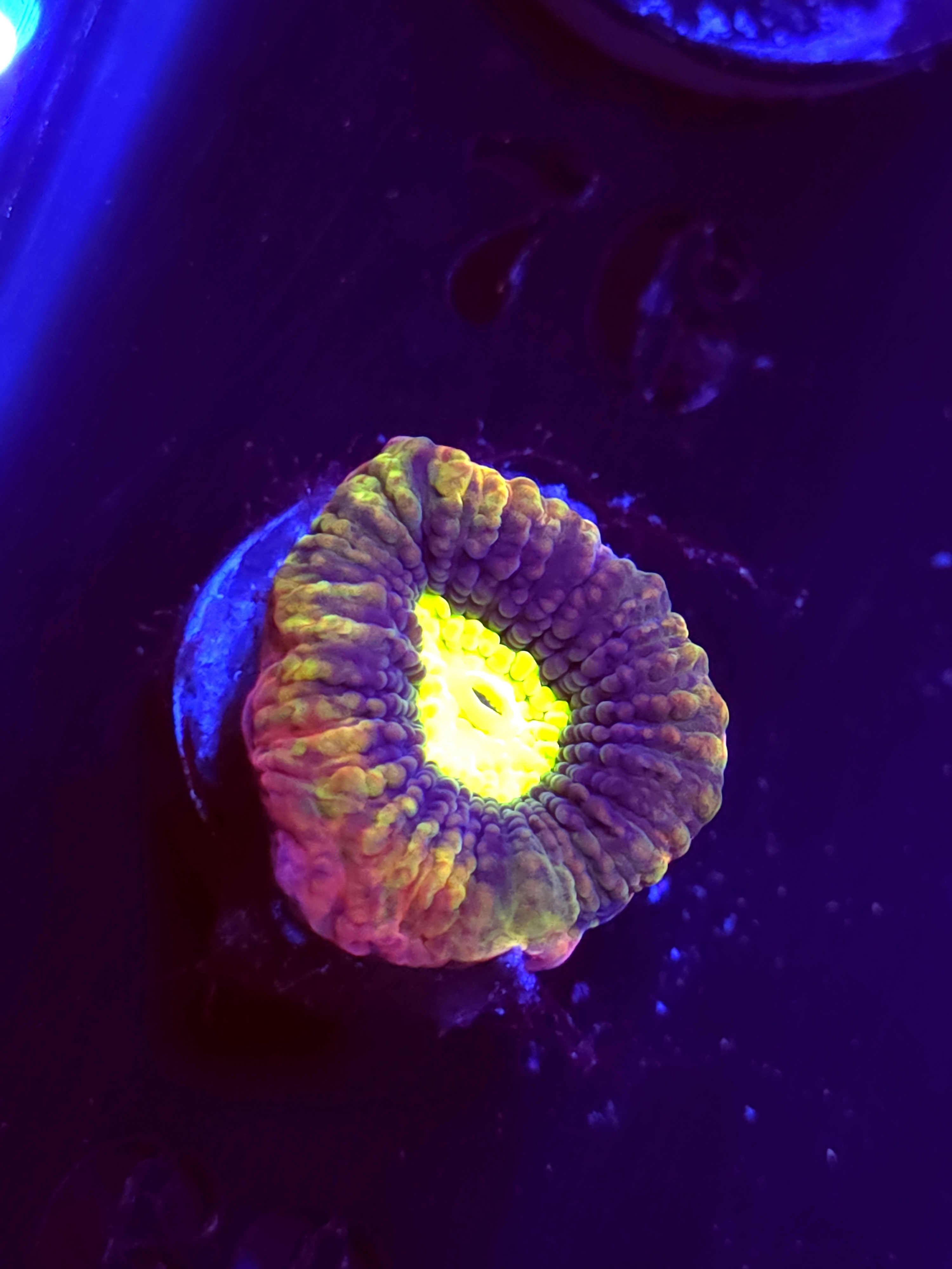 SBB "Mystery Signature" Favia 1 Eye