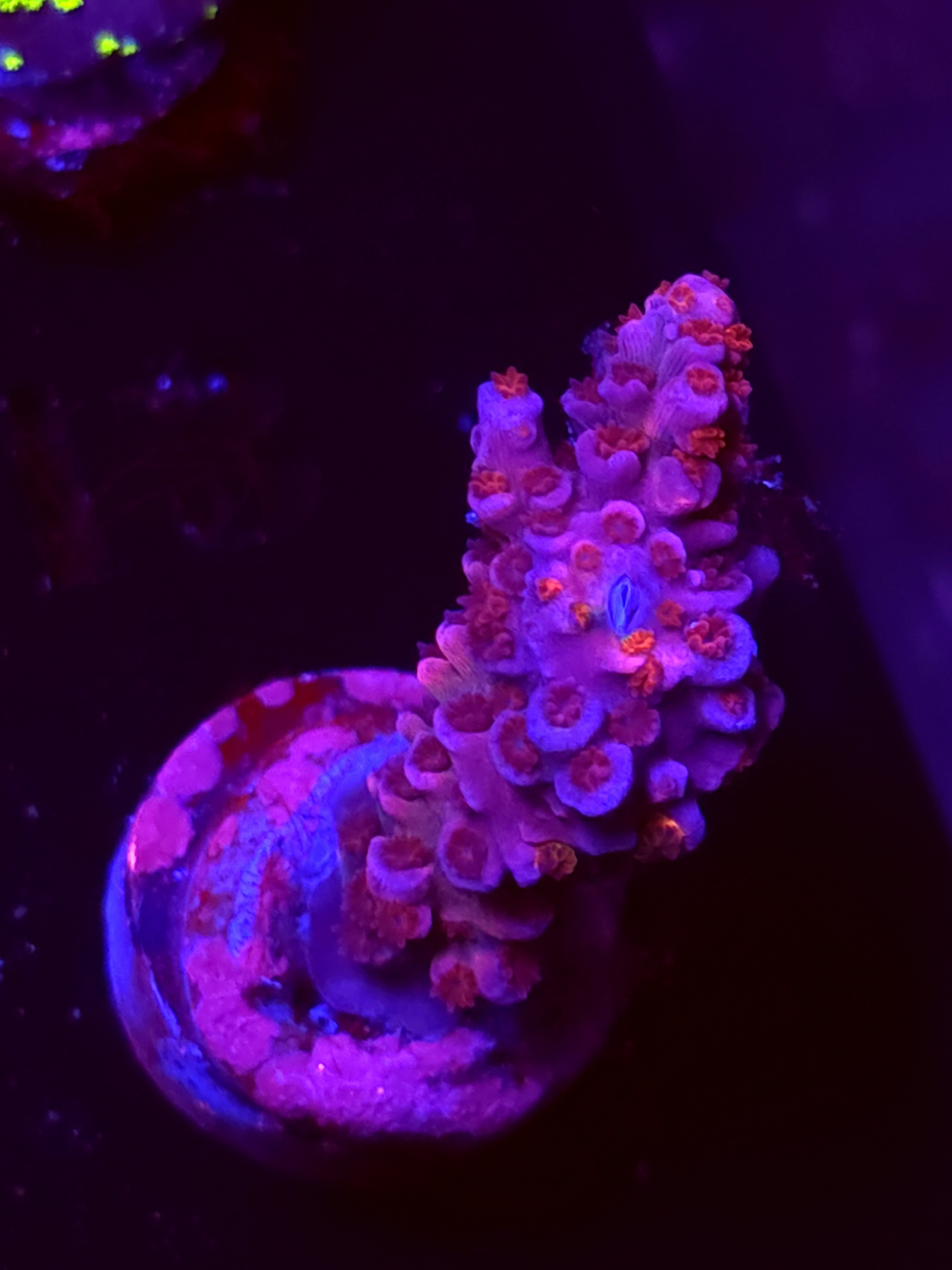 SBB "Sherbert Static" Acro Medium Branch