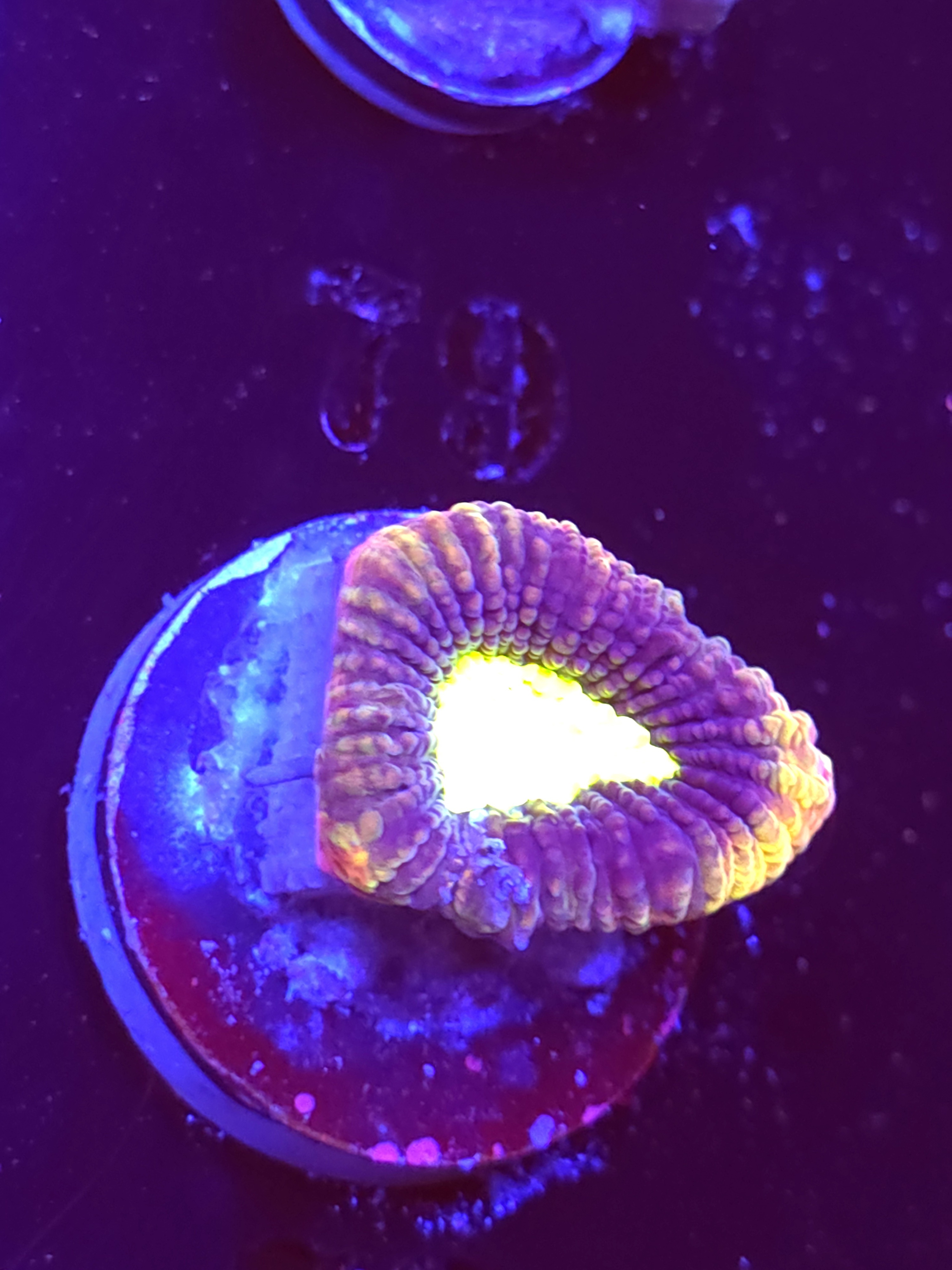 SBB "Dragon Soul" Favia 1 Eye