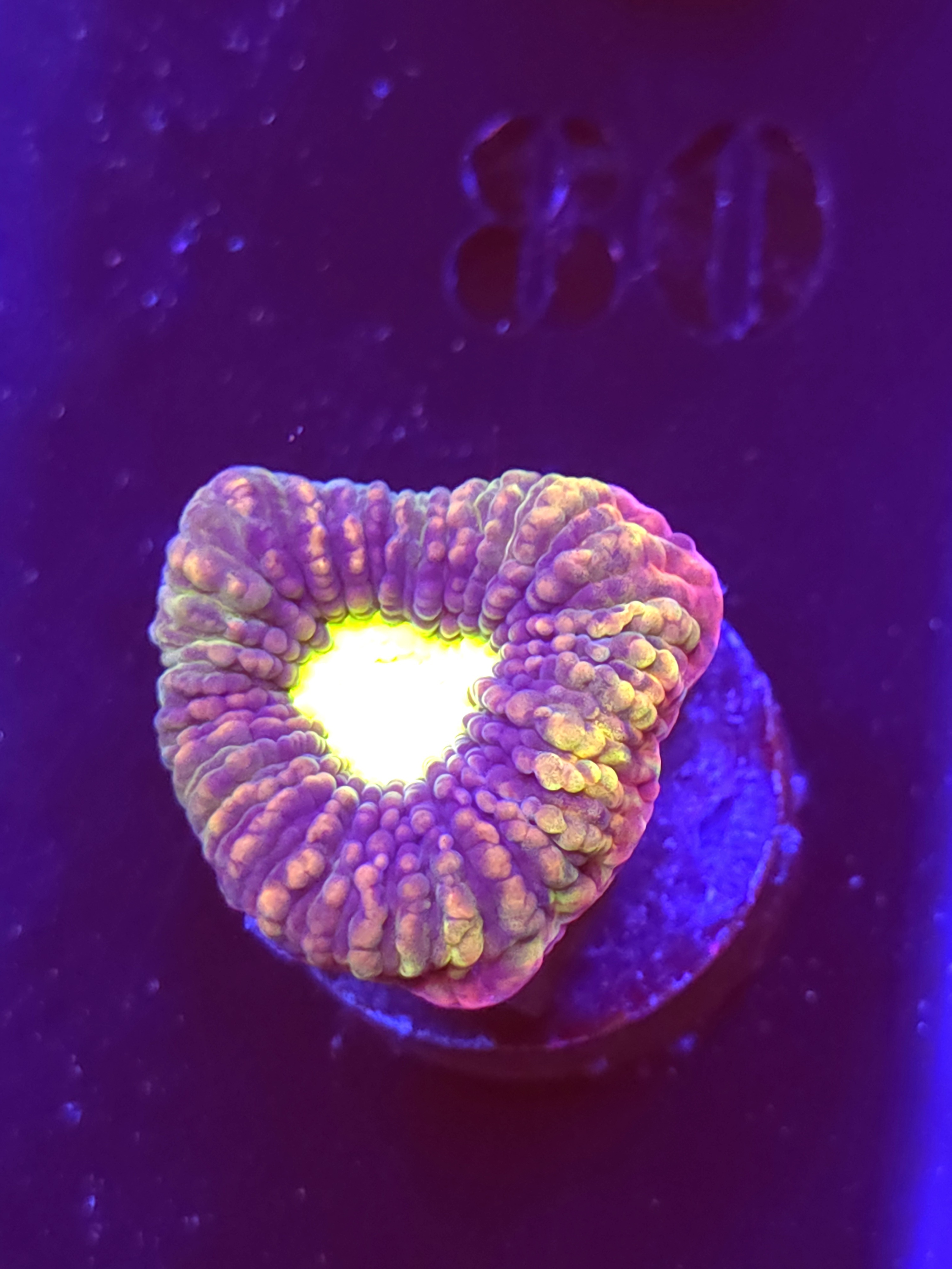 SBB "Dragon Soul" Favia 1 Eye