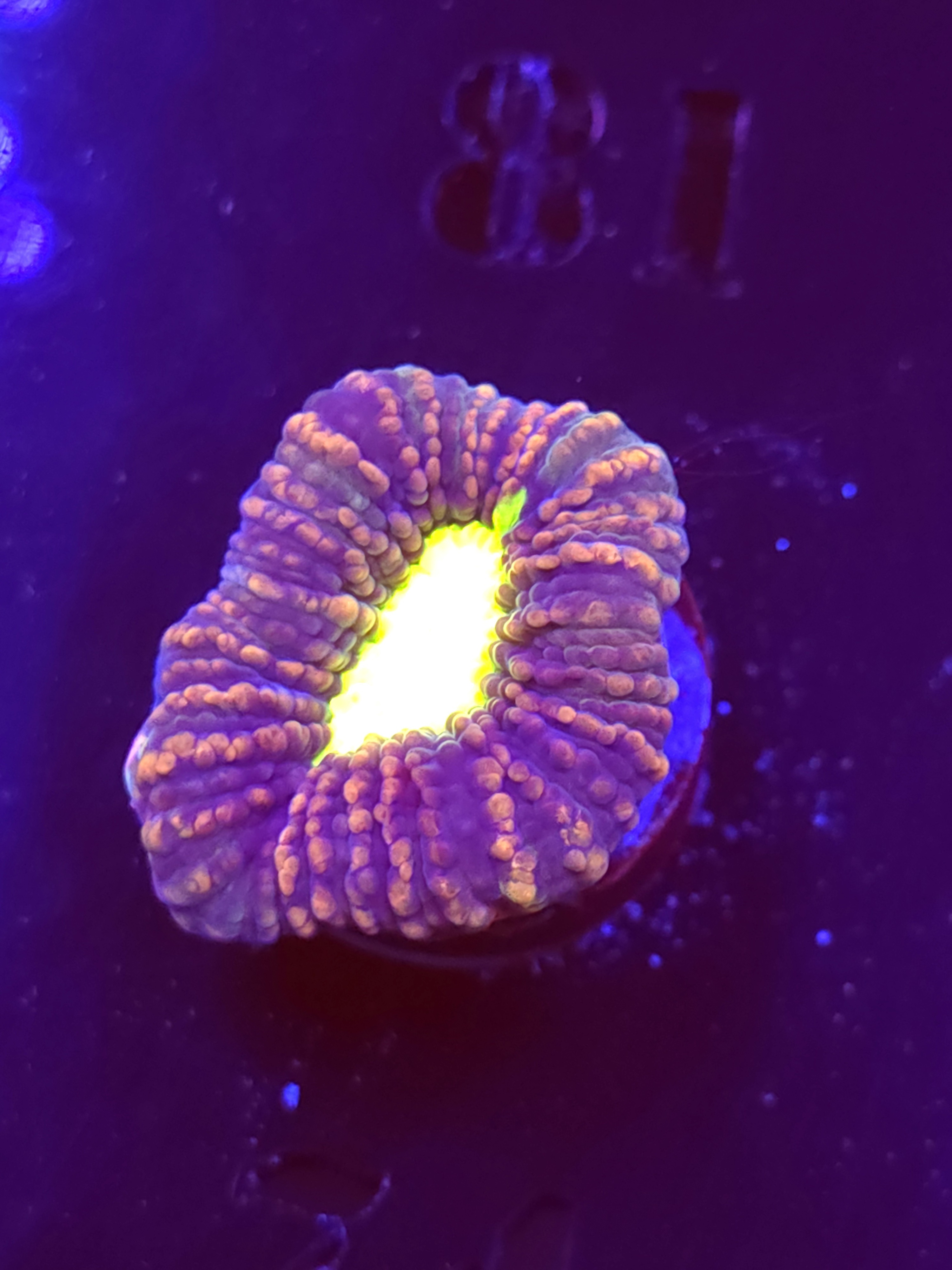 SBB "Dragon Soul" Favia 1 Eye