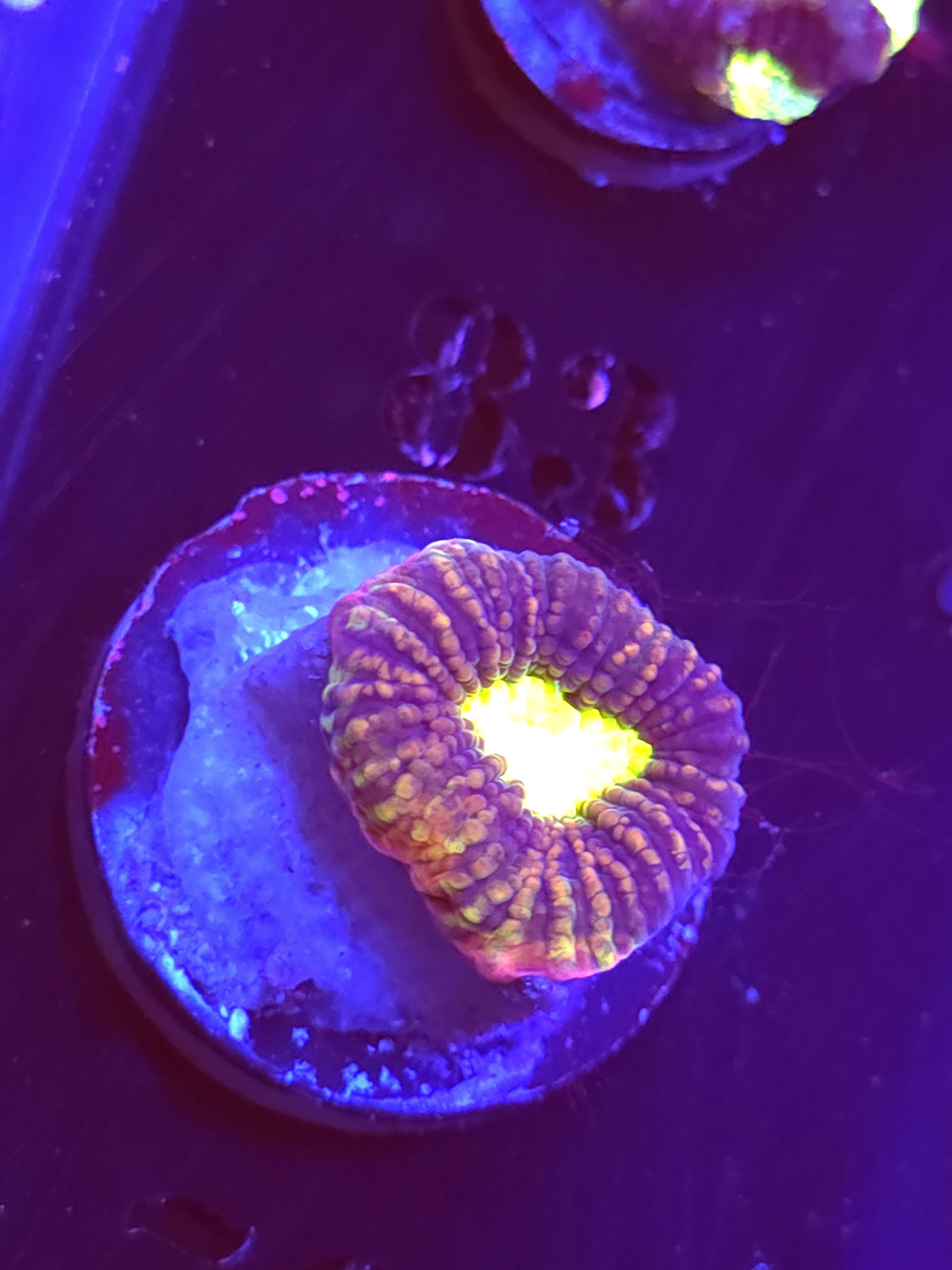 SBB "Dragon Soul" Favia 1 Eye