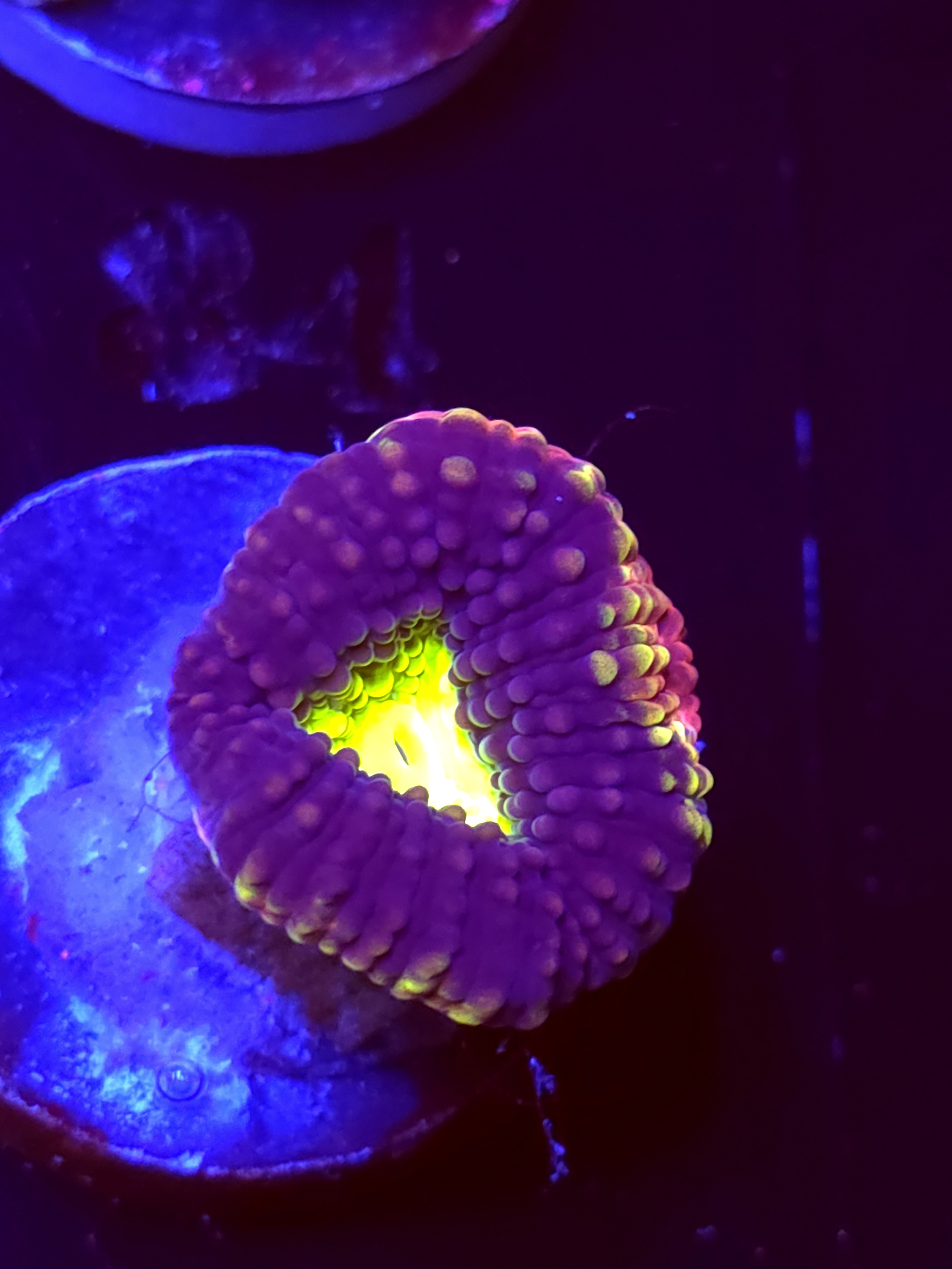 SBB "Dragon Soul" Favia 1 Eye