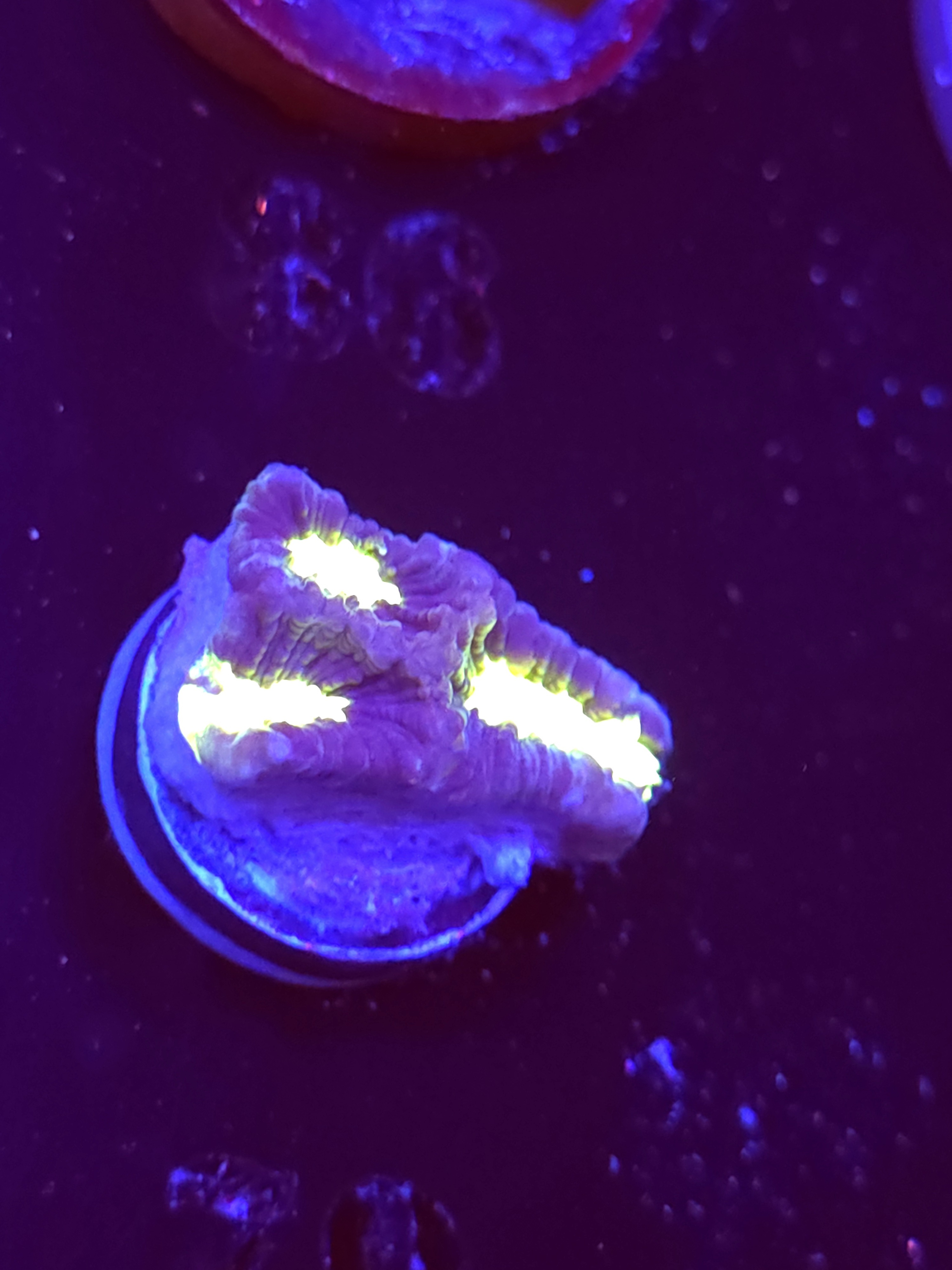 SBB "Plasma Invader" Encruster Small