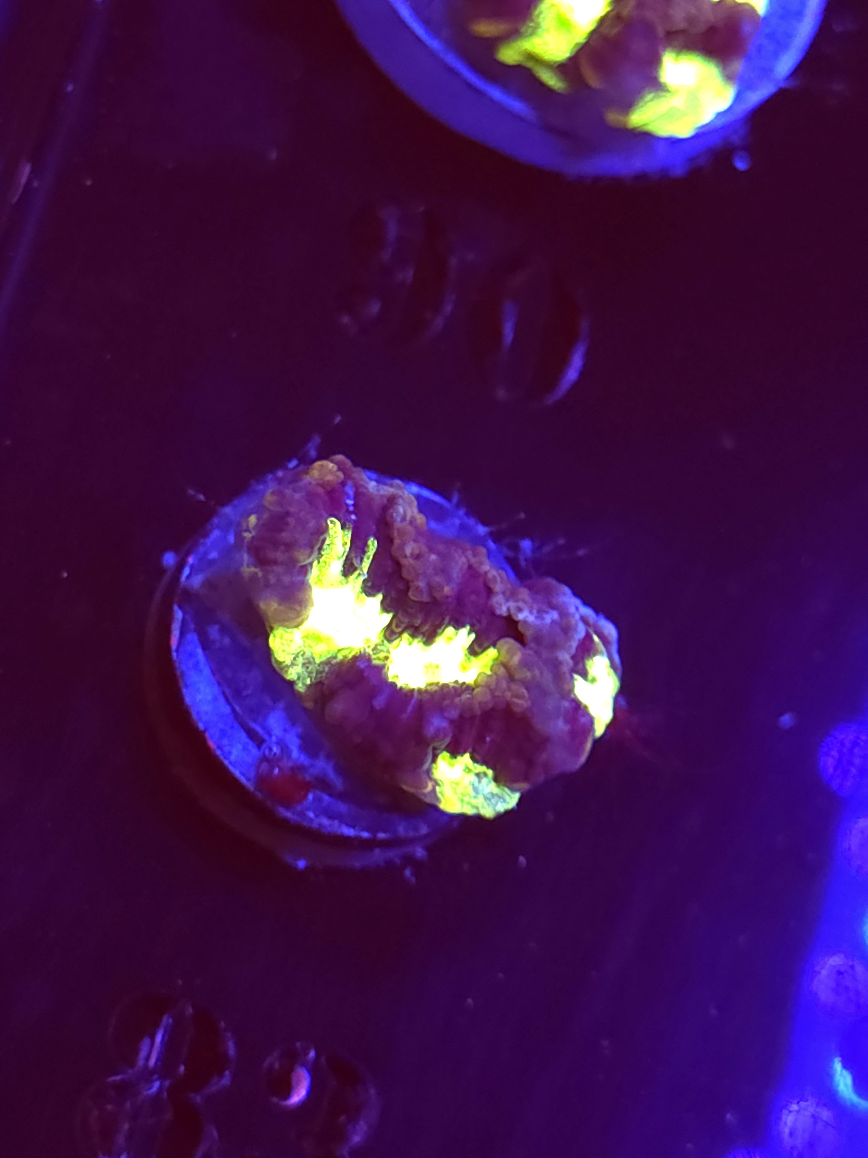 SBB "Plasma Invader" Encruster Small