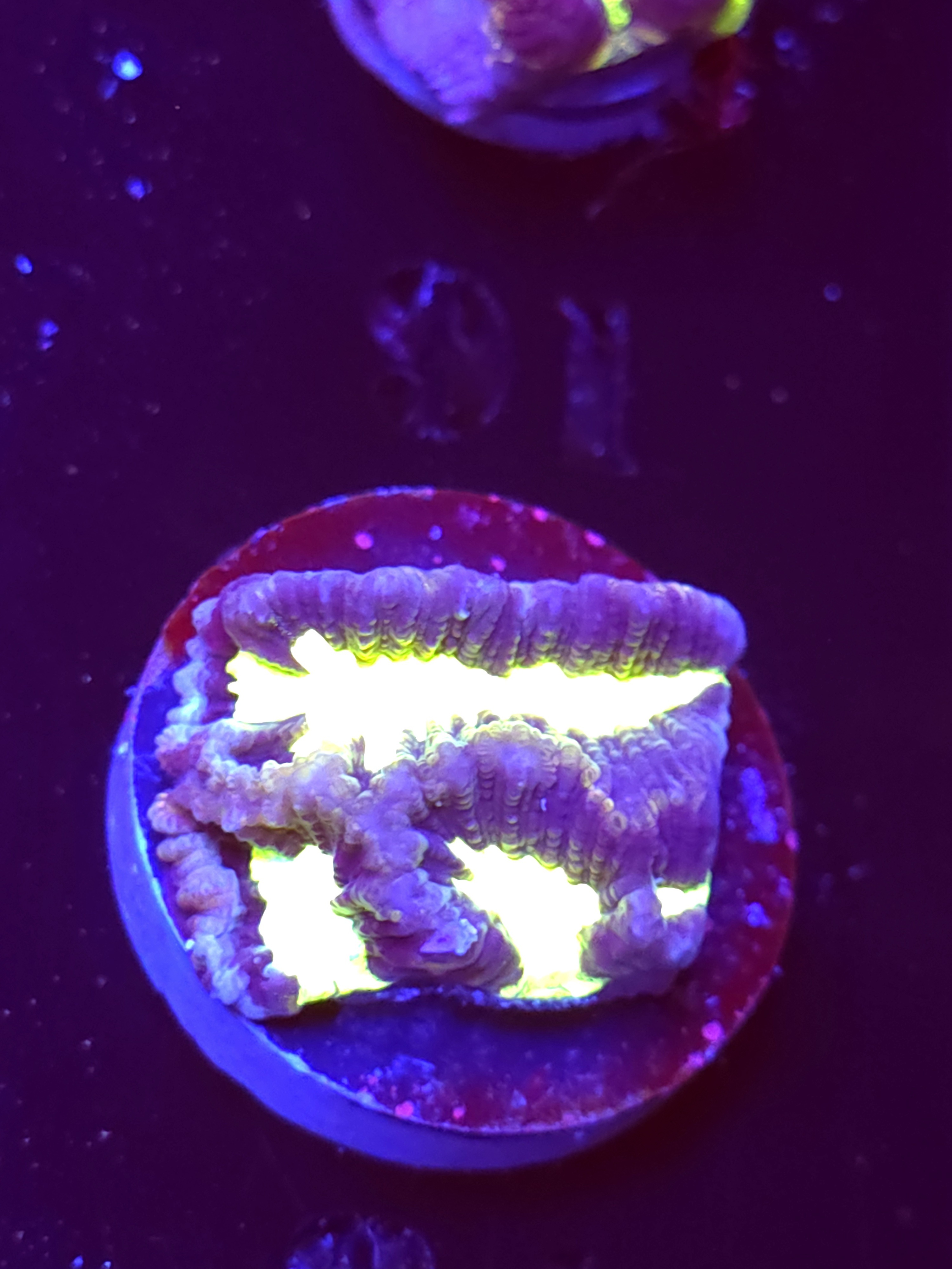 SBB "Plasma Invader" Encruster Large