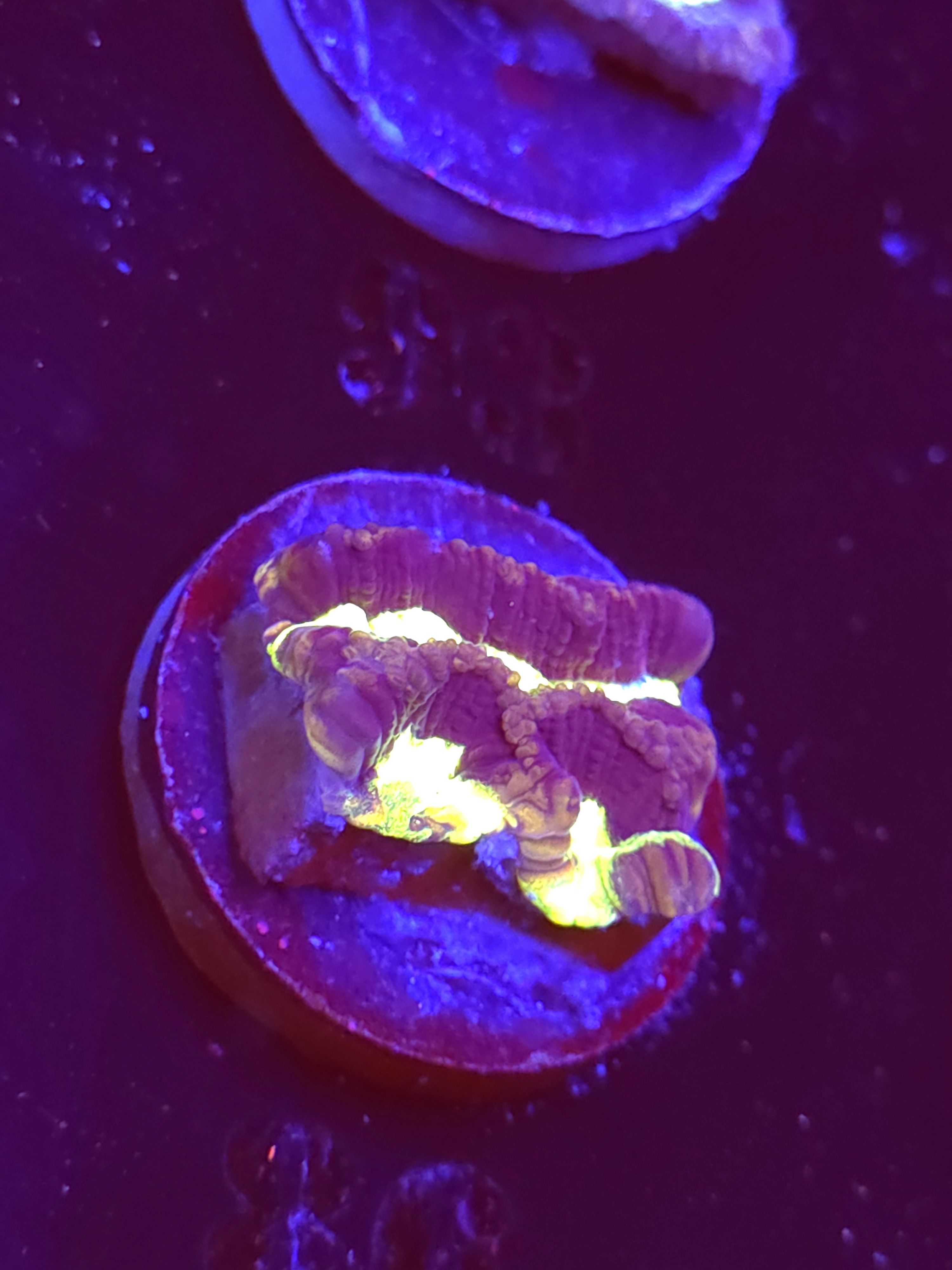 SBB "Mystery Signature" Encruster Medium