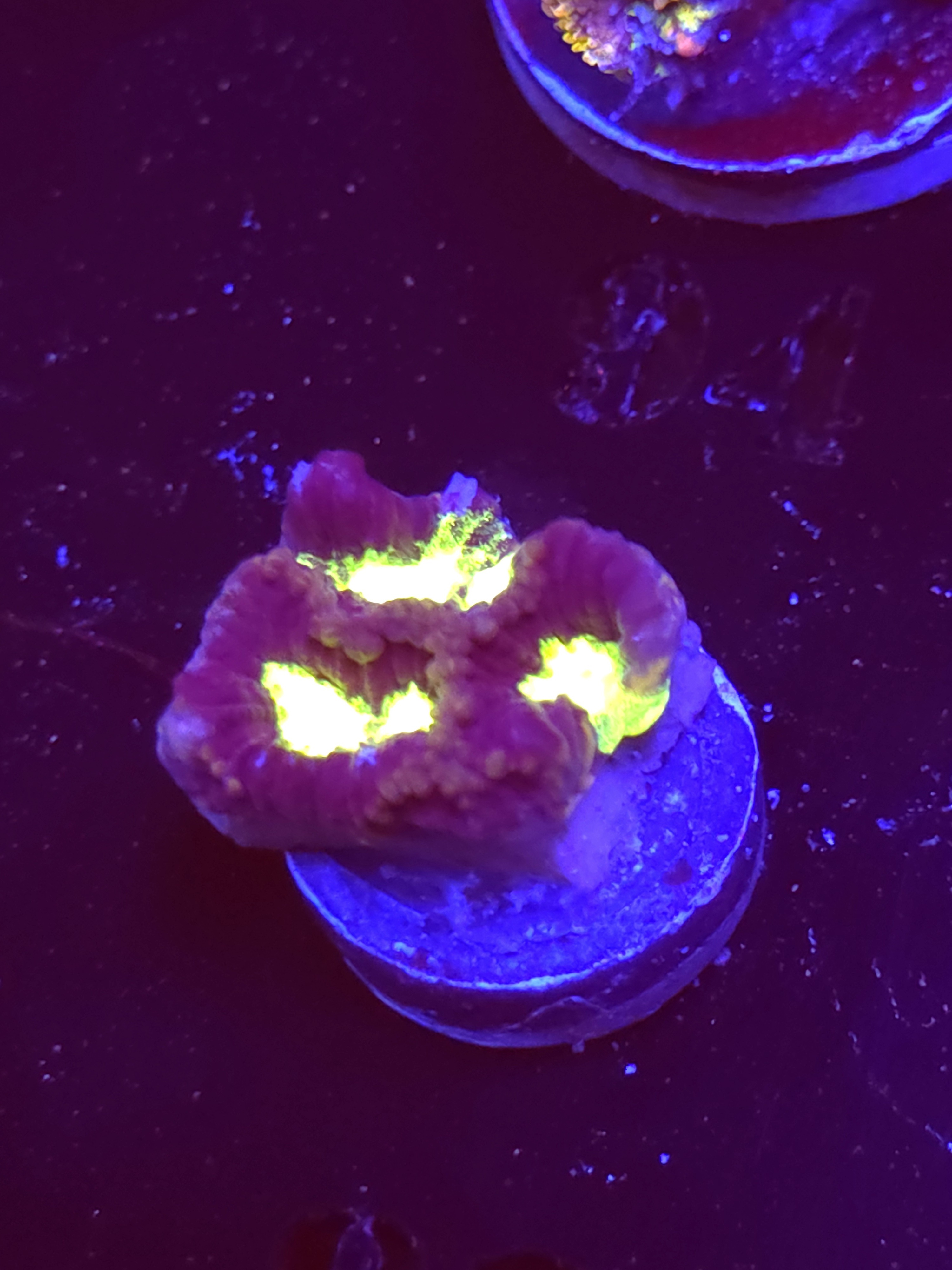 SBB "Plasma Invader" Encruster Medium