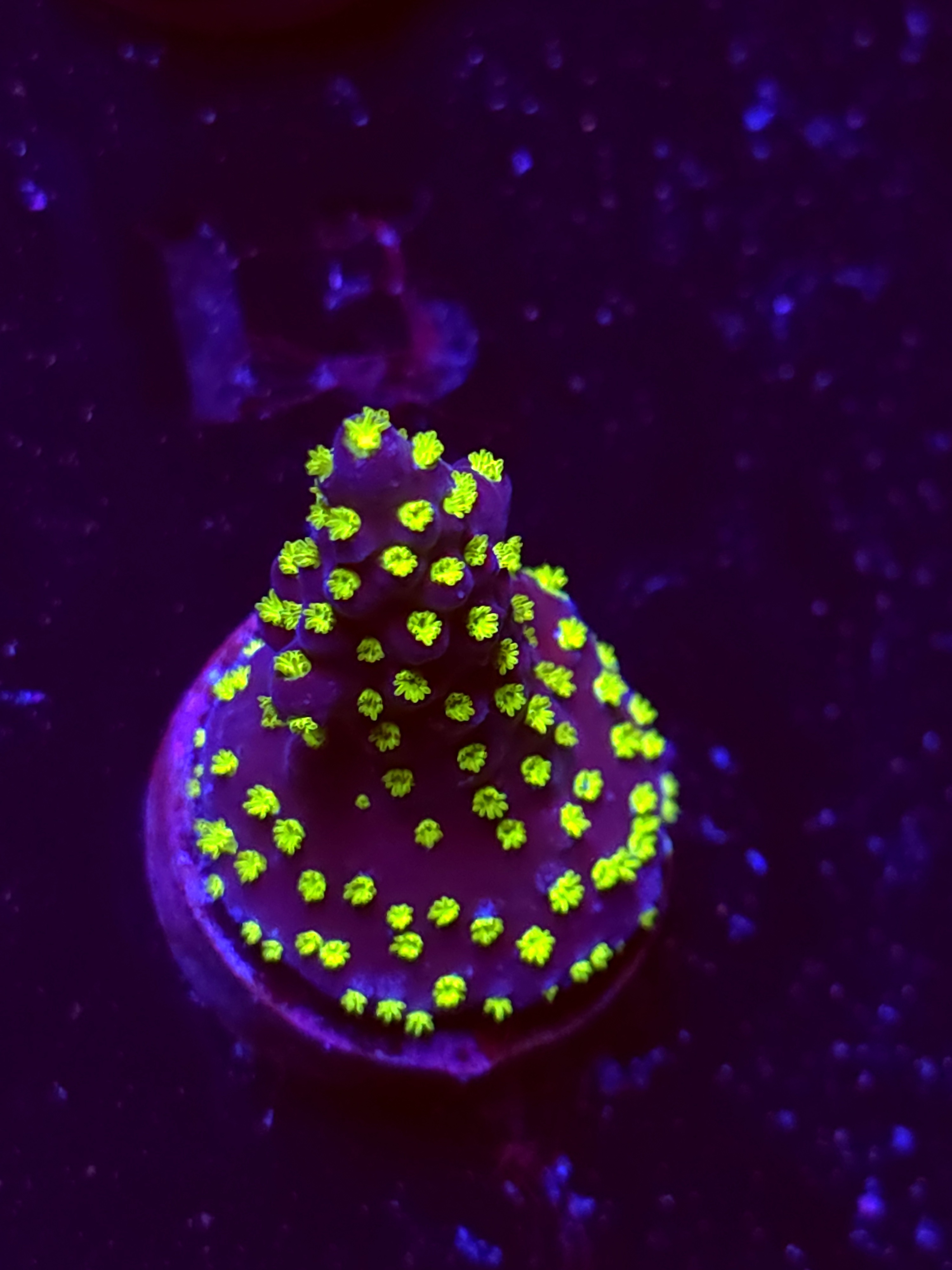 SBB "Light Saber" Acro Small Crusted