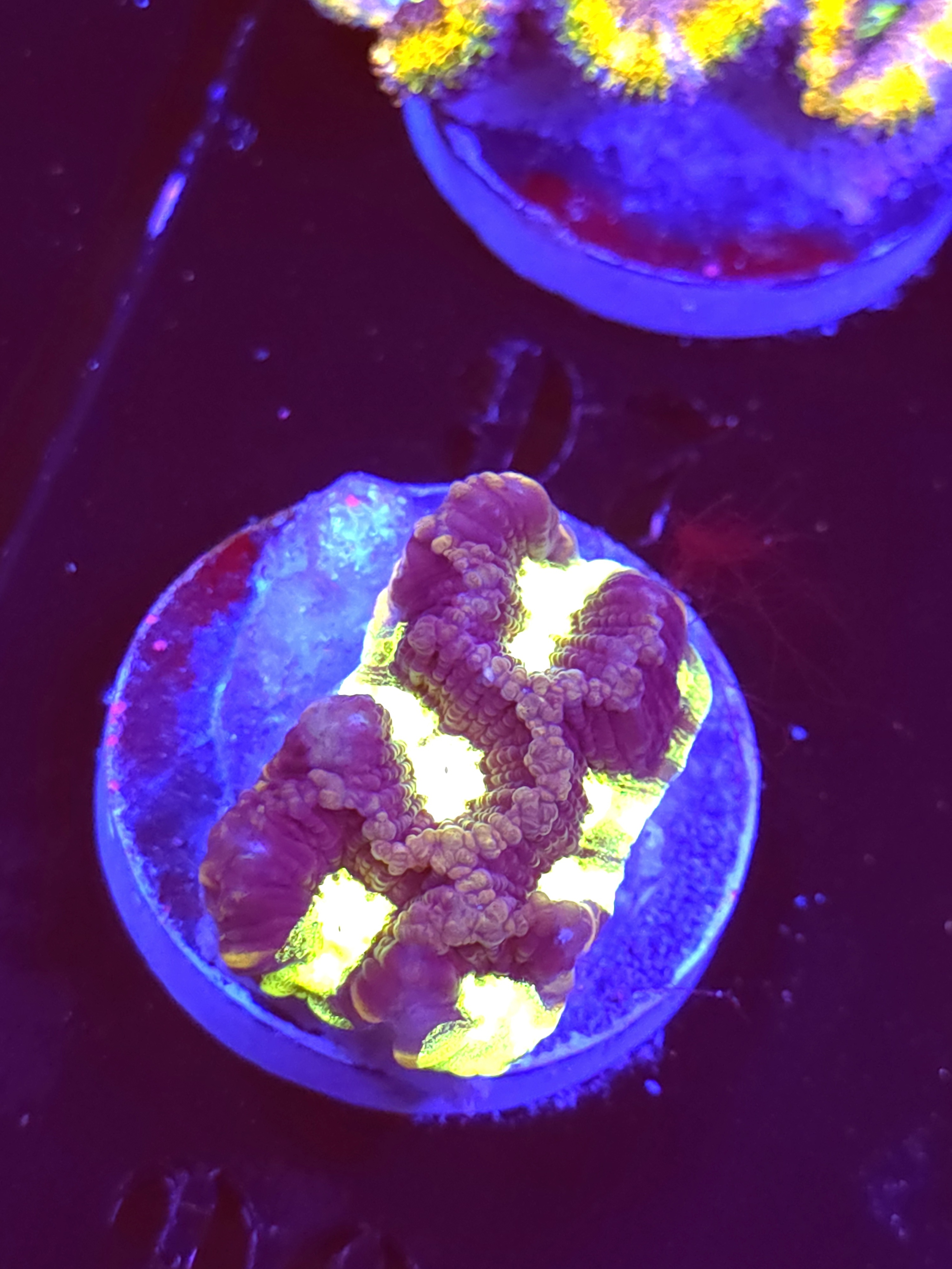 SBB "Plasma Invader" Encruster Medium