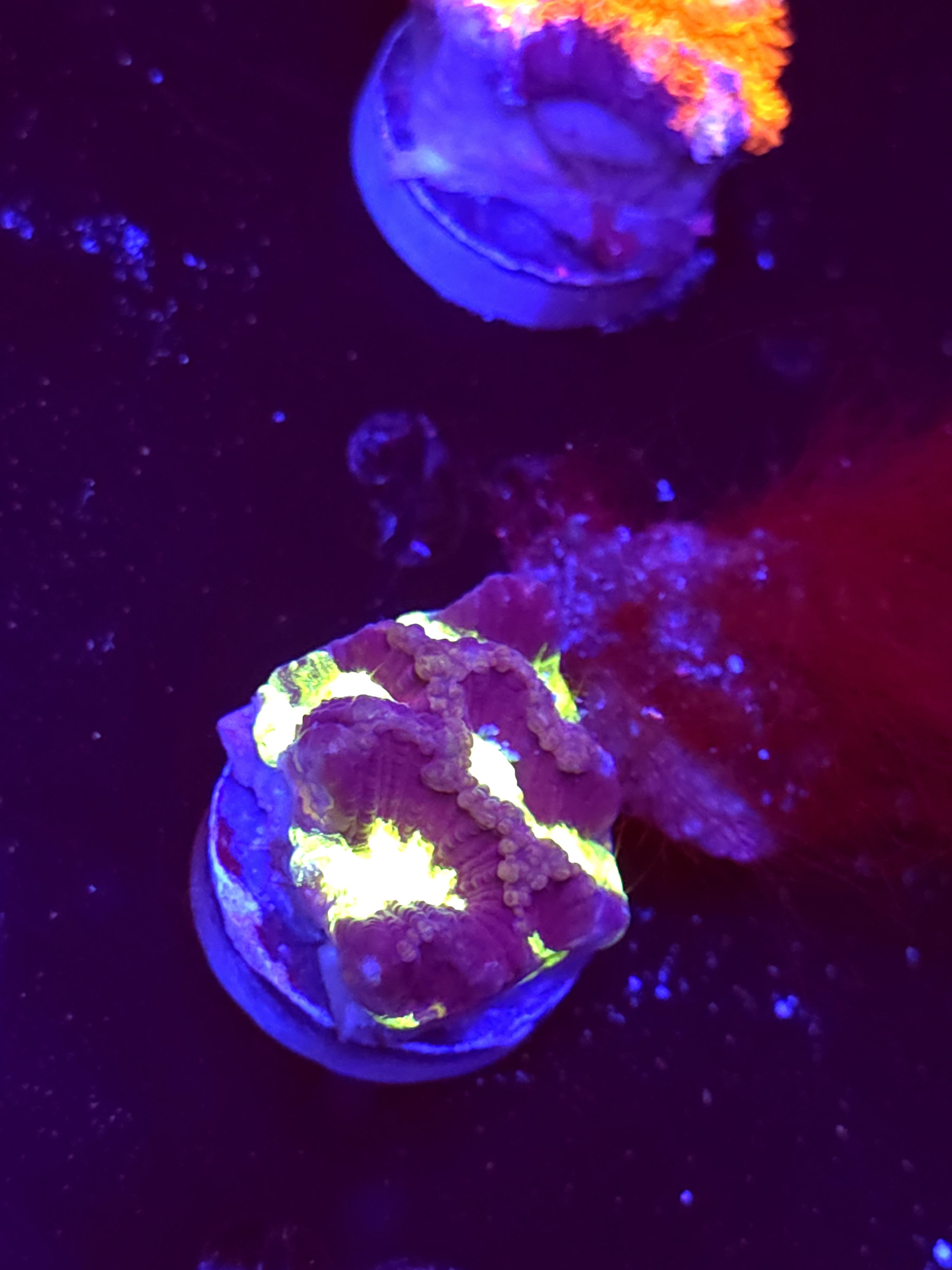 SBB "Plasma Invader" Encruster Medium