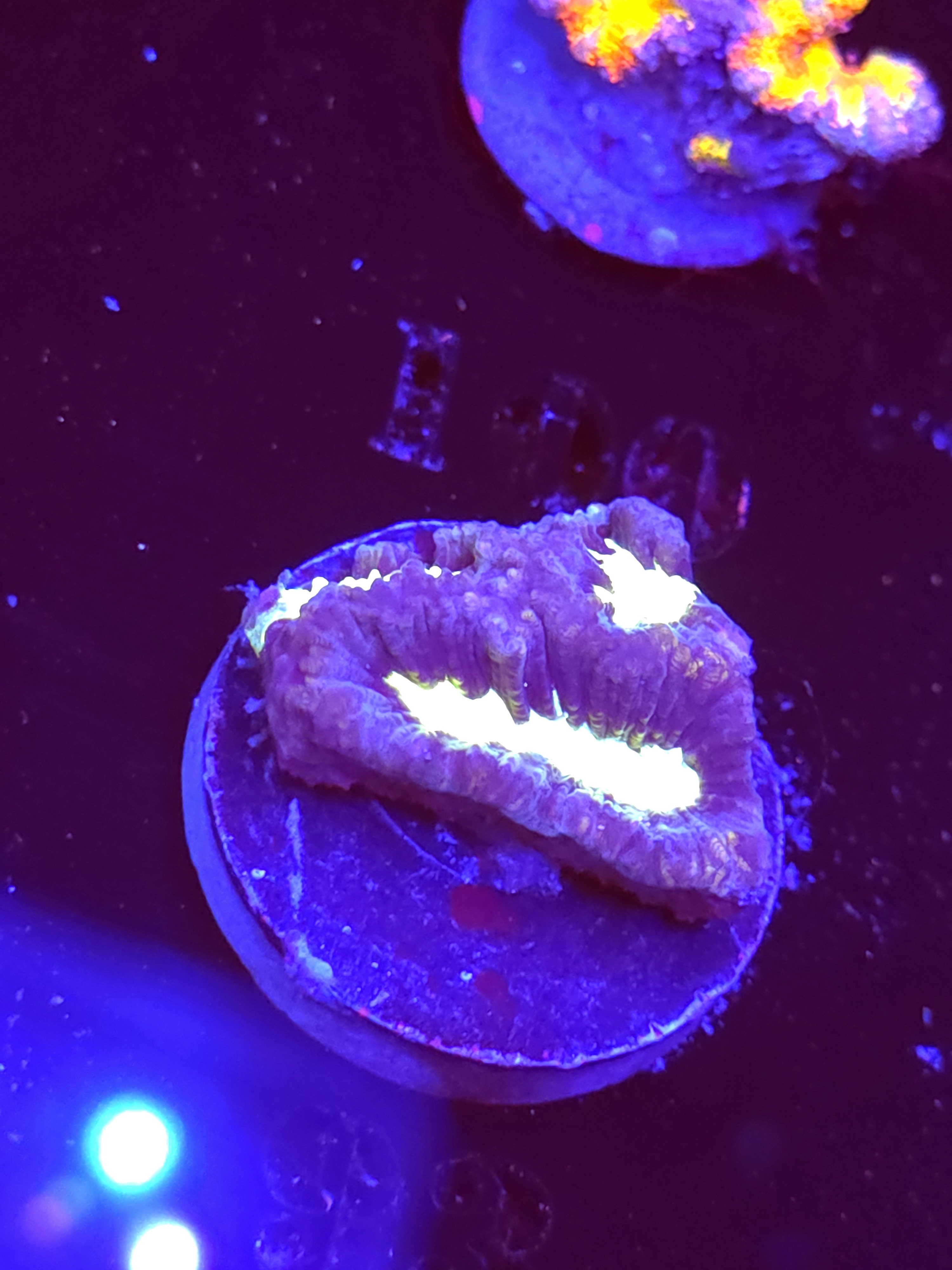 SBB "Mystery Signature" Encruster Medium