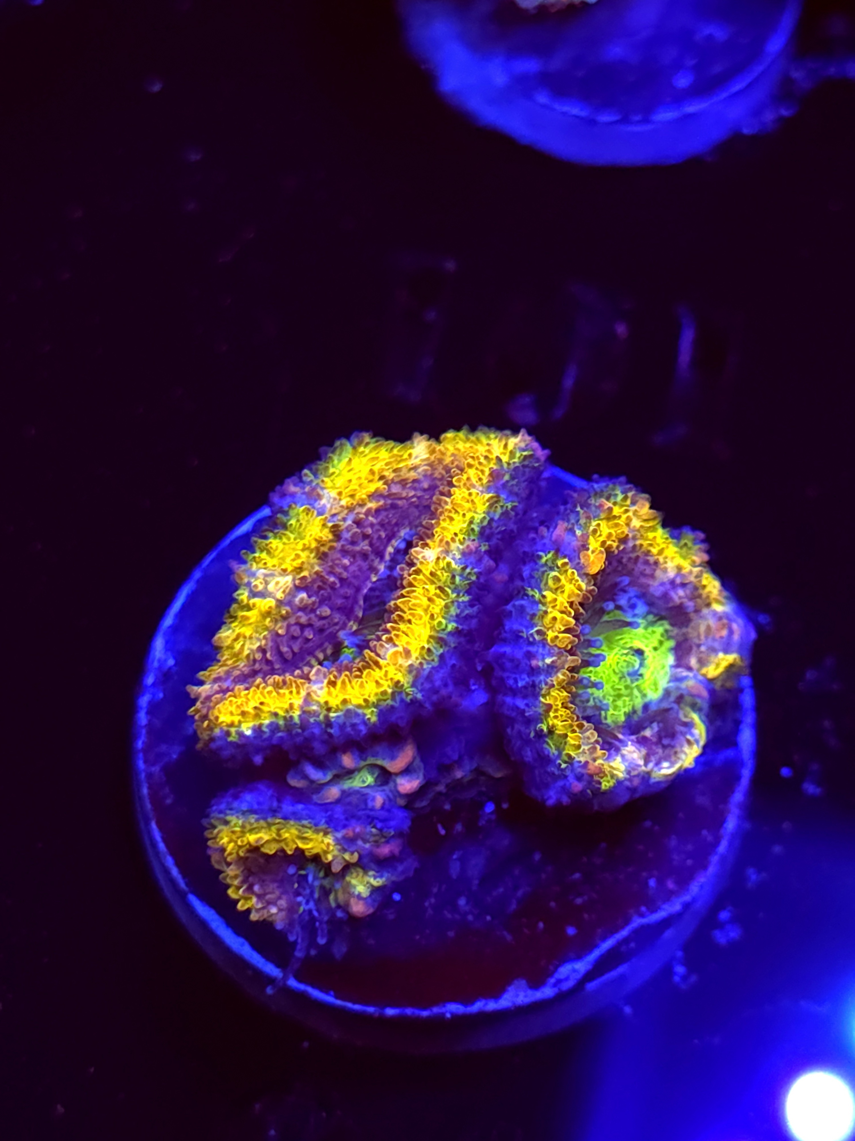 SBB "Crush Grape" Acan 2 Heads