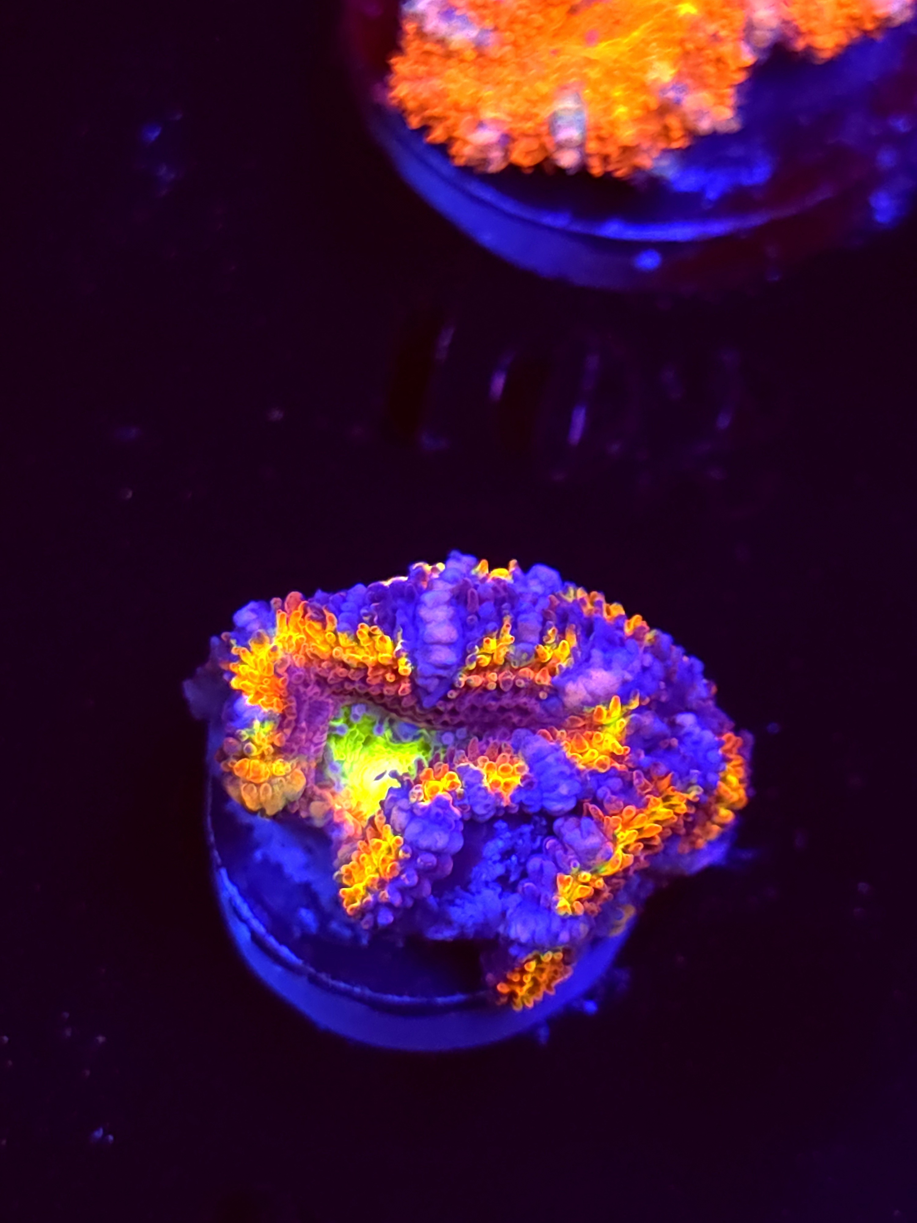 SBB "Meteor Melt" Acan 3 Heads