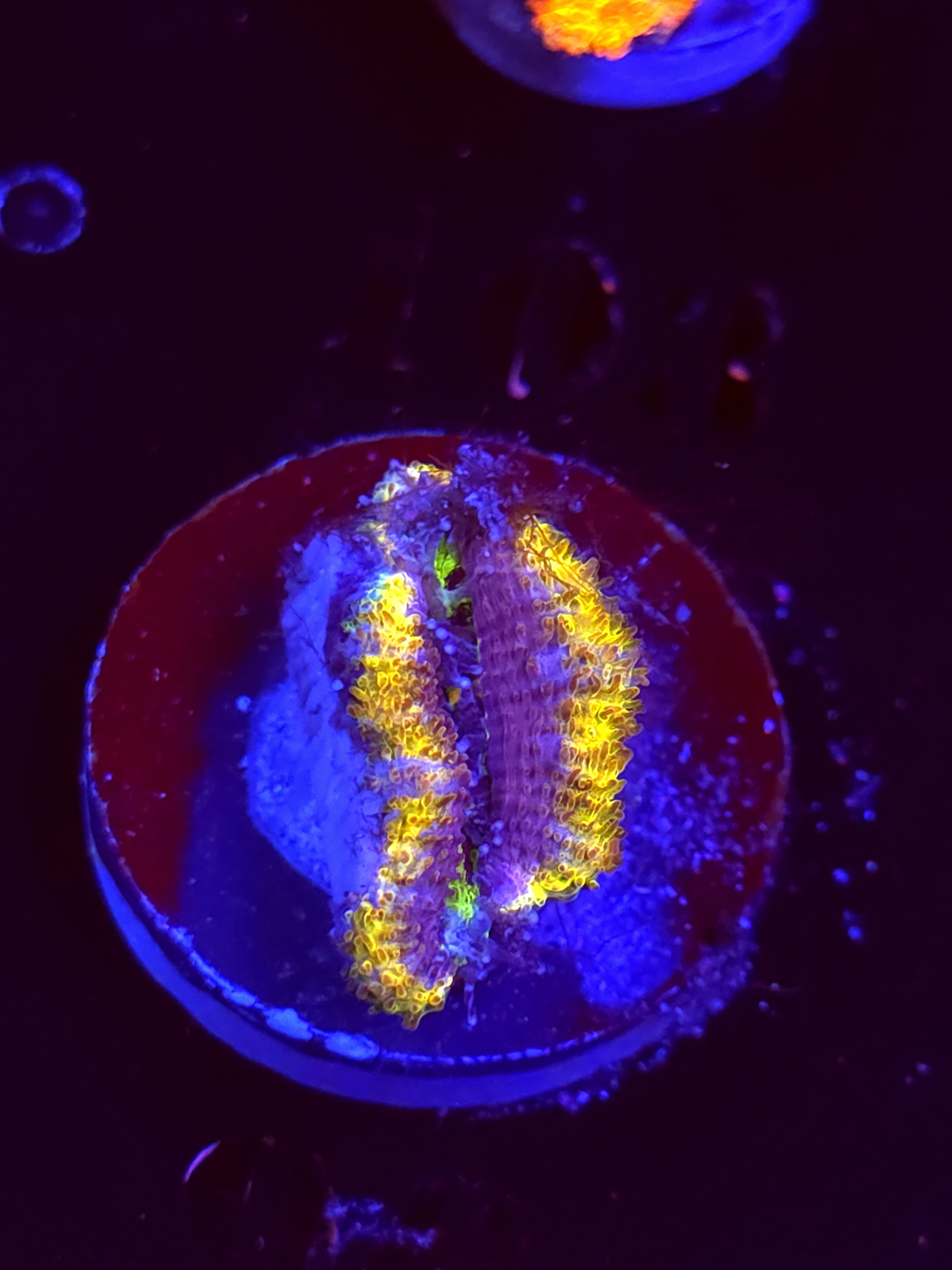 SBB "Crush Grape" Acan 1 Head