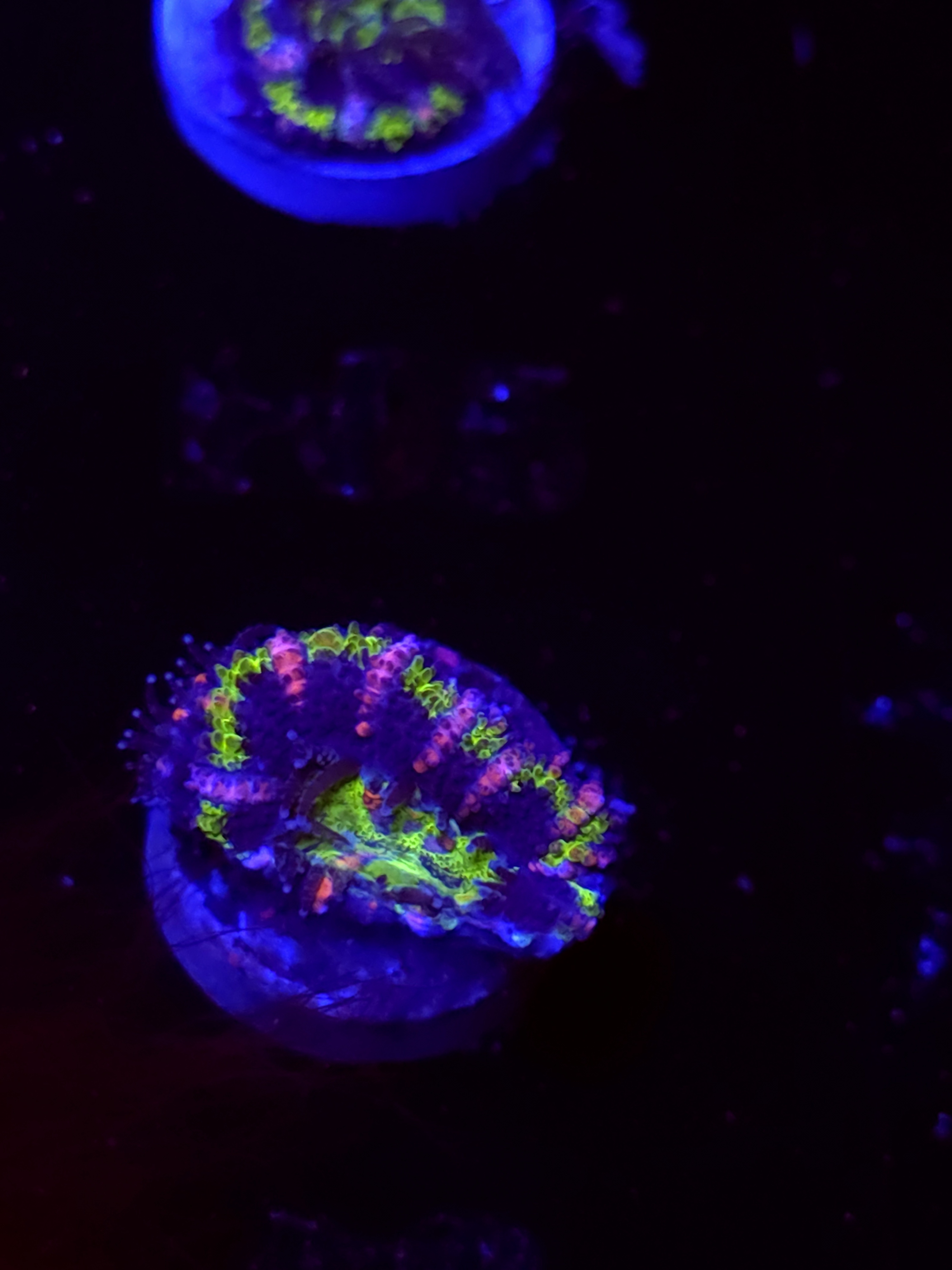 SBB "Big Hero" Acan 1 Head