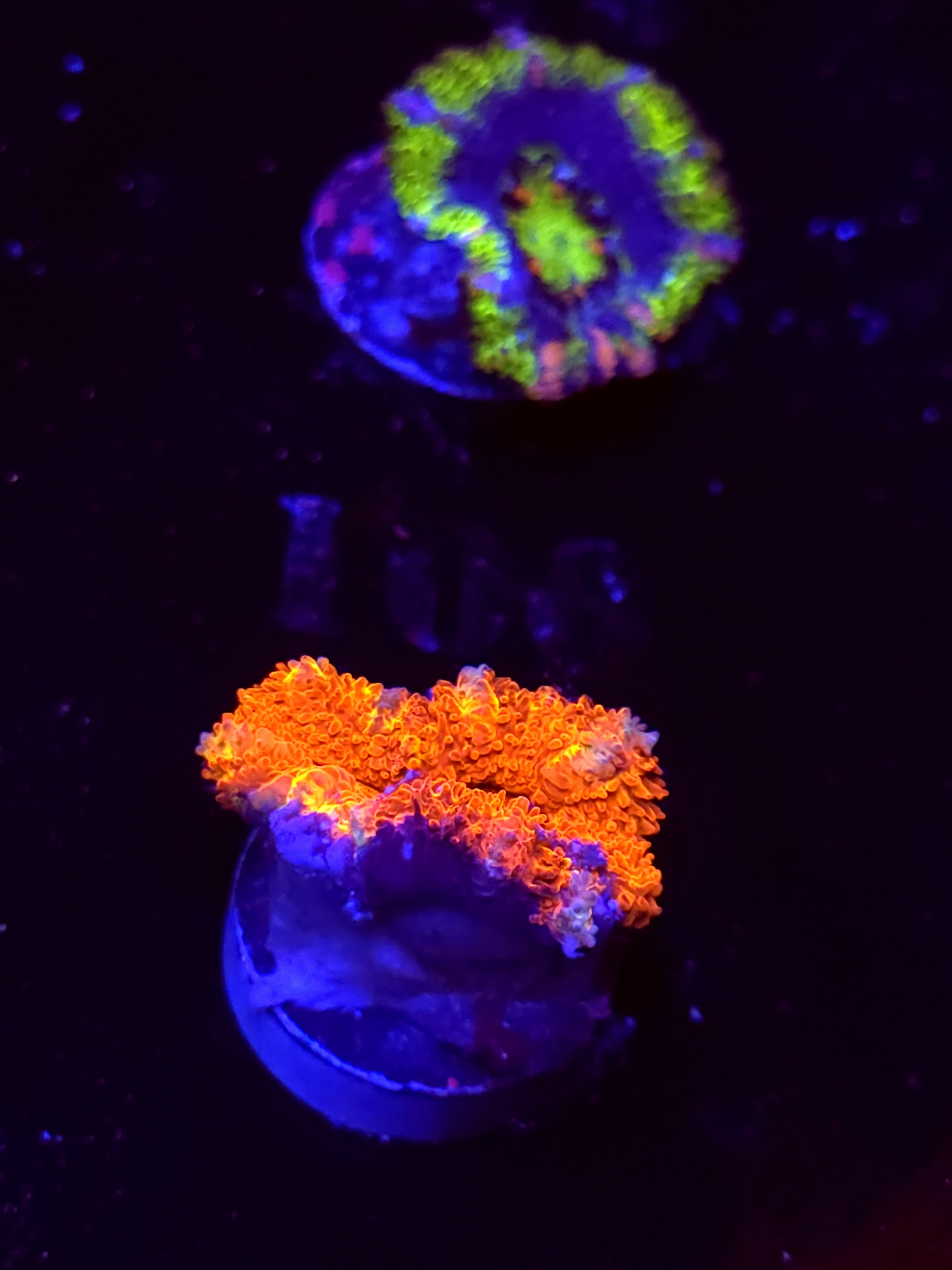SBB "Jelly Rainbow" Acan 1 Head