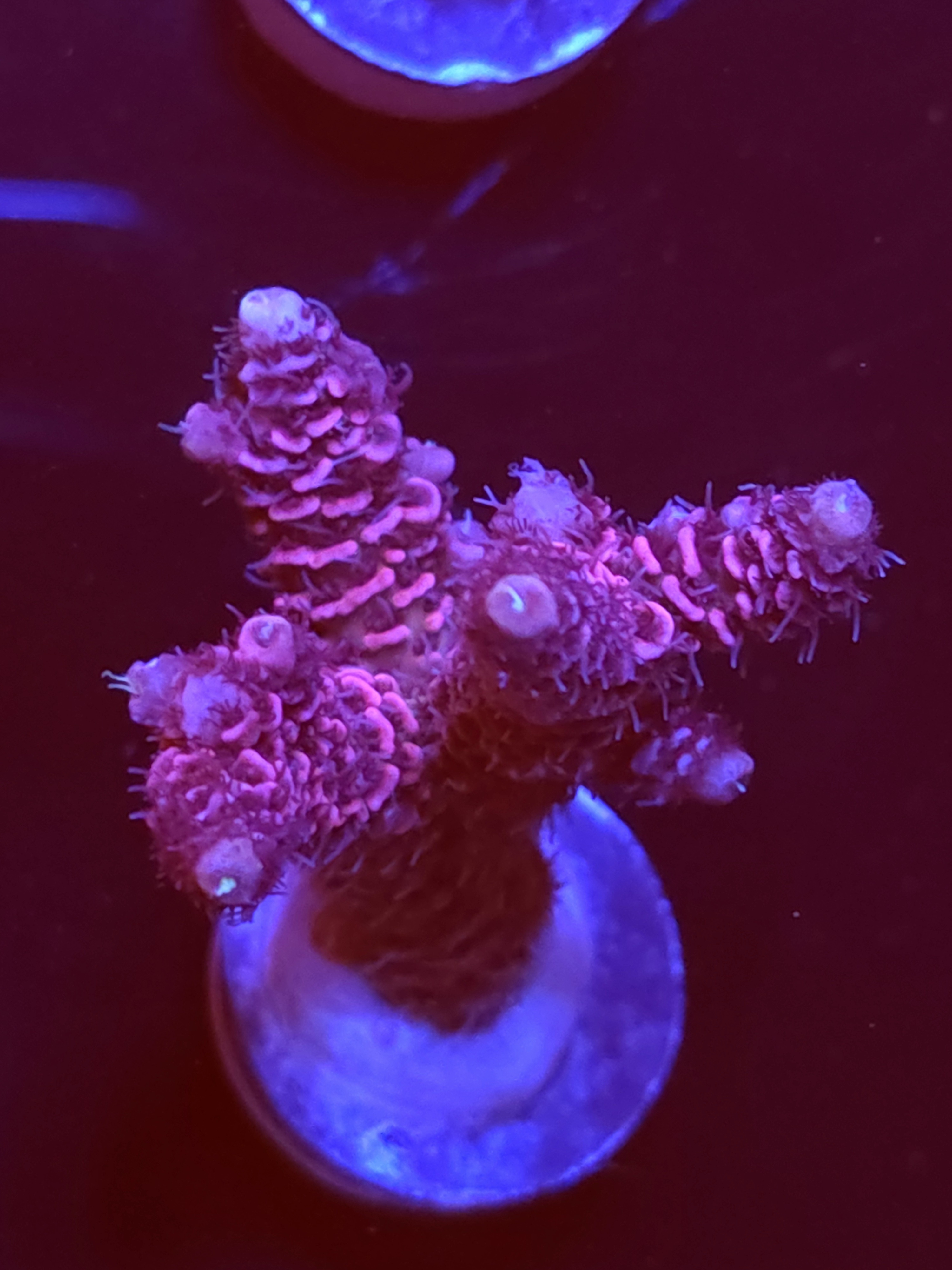 SBB "Mystery Signature" Acro Large 3 Branch