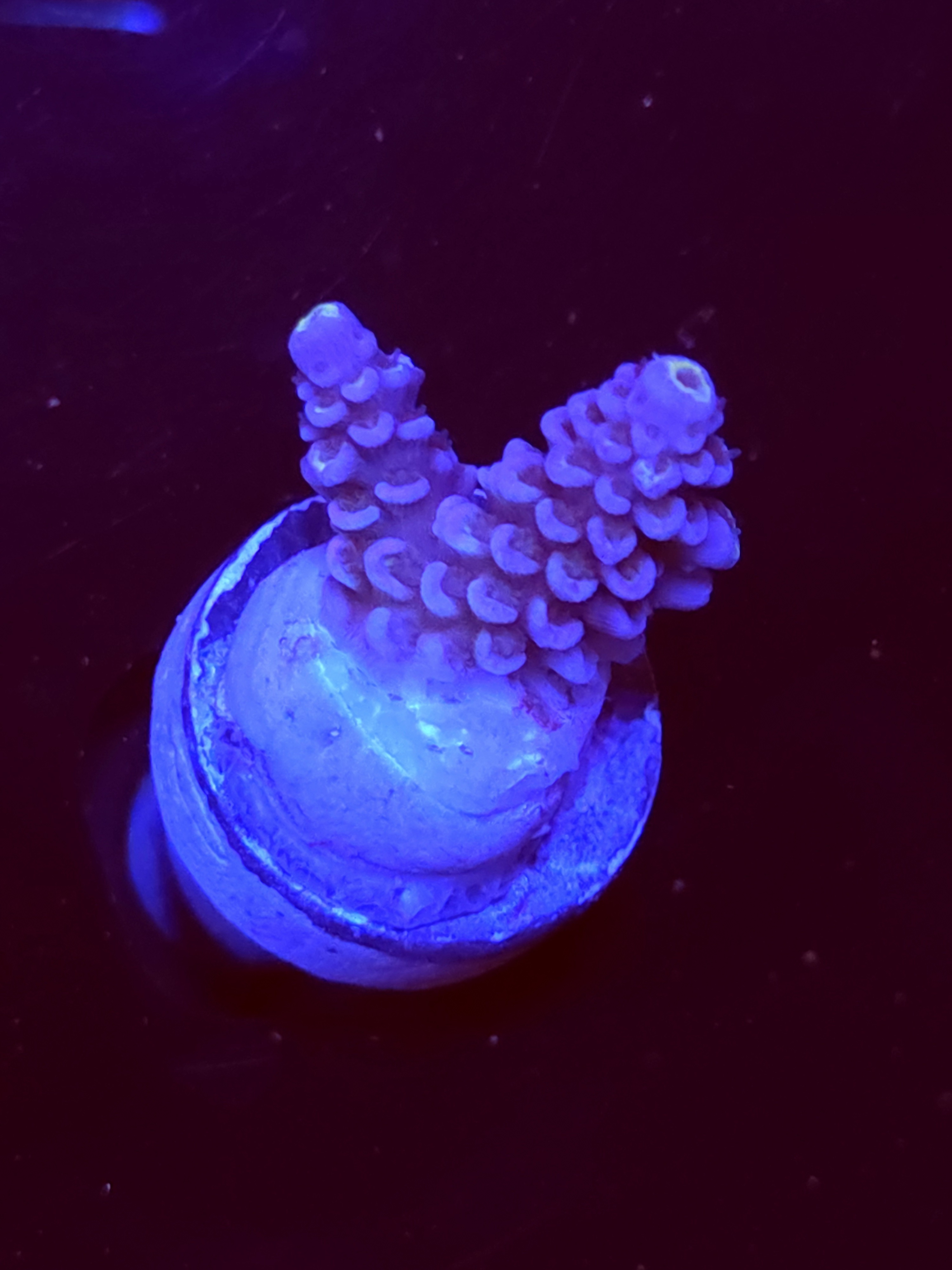 SBB "Nemo Burst" Acro Small 2 Branch