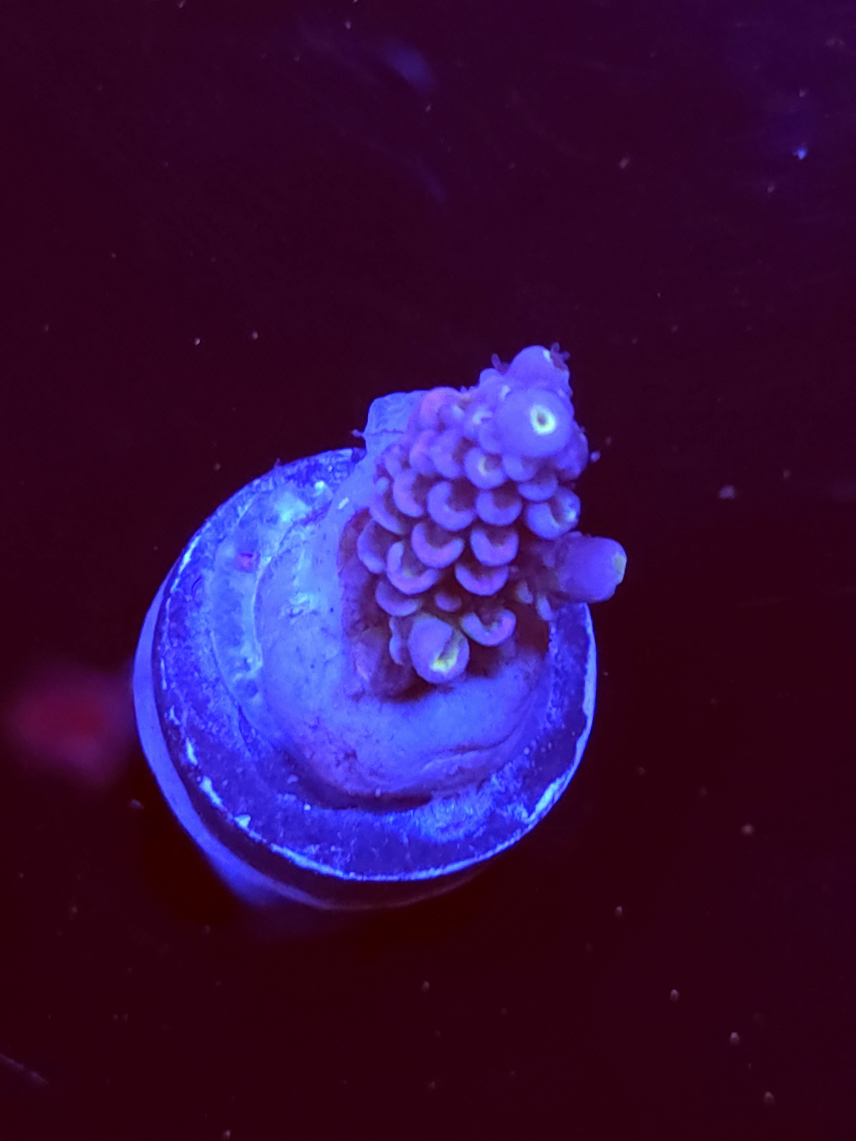 SBB "Nemo Burst" Acro Small Branch