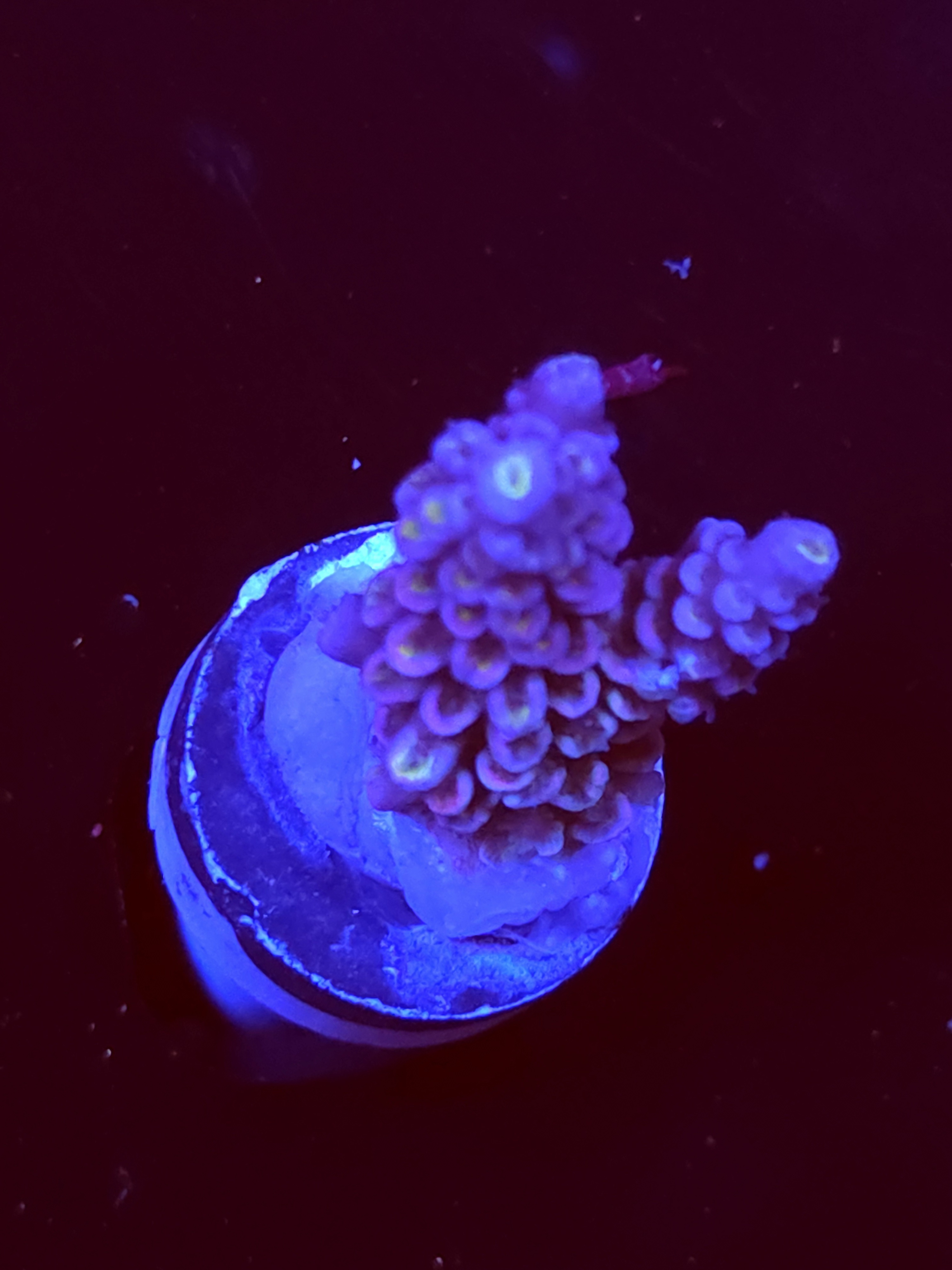 SBB "Mystery Signature" Acro Medium 2 Branch