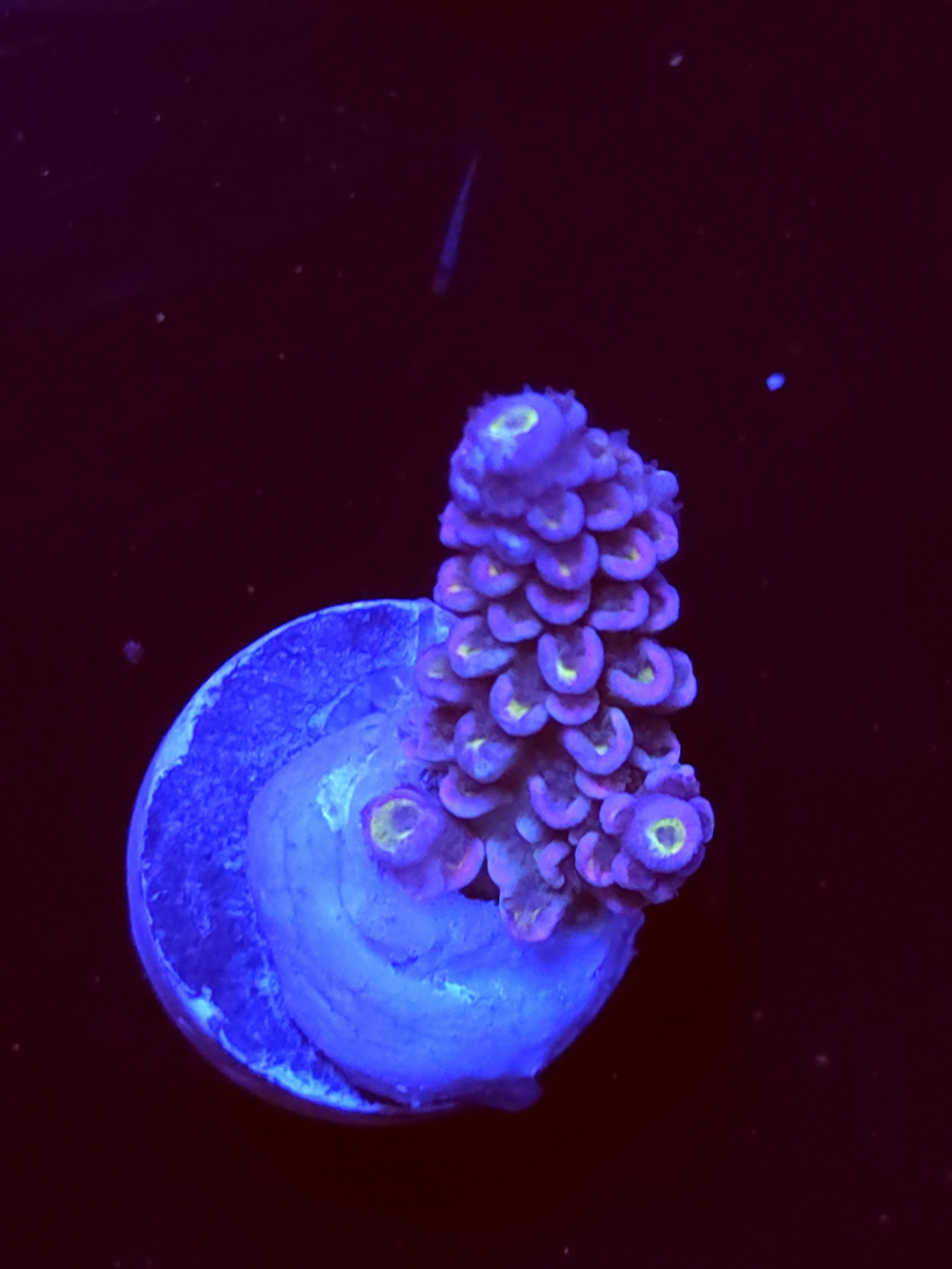 SBB "Nemo Burst" Acro Medium Branch