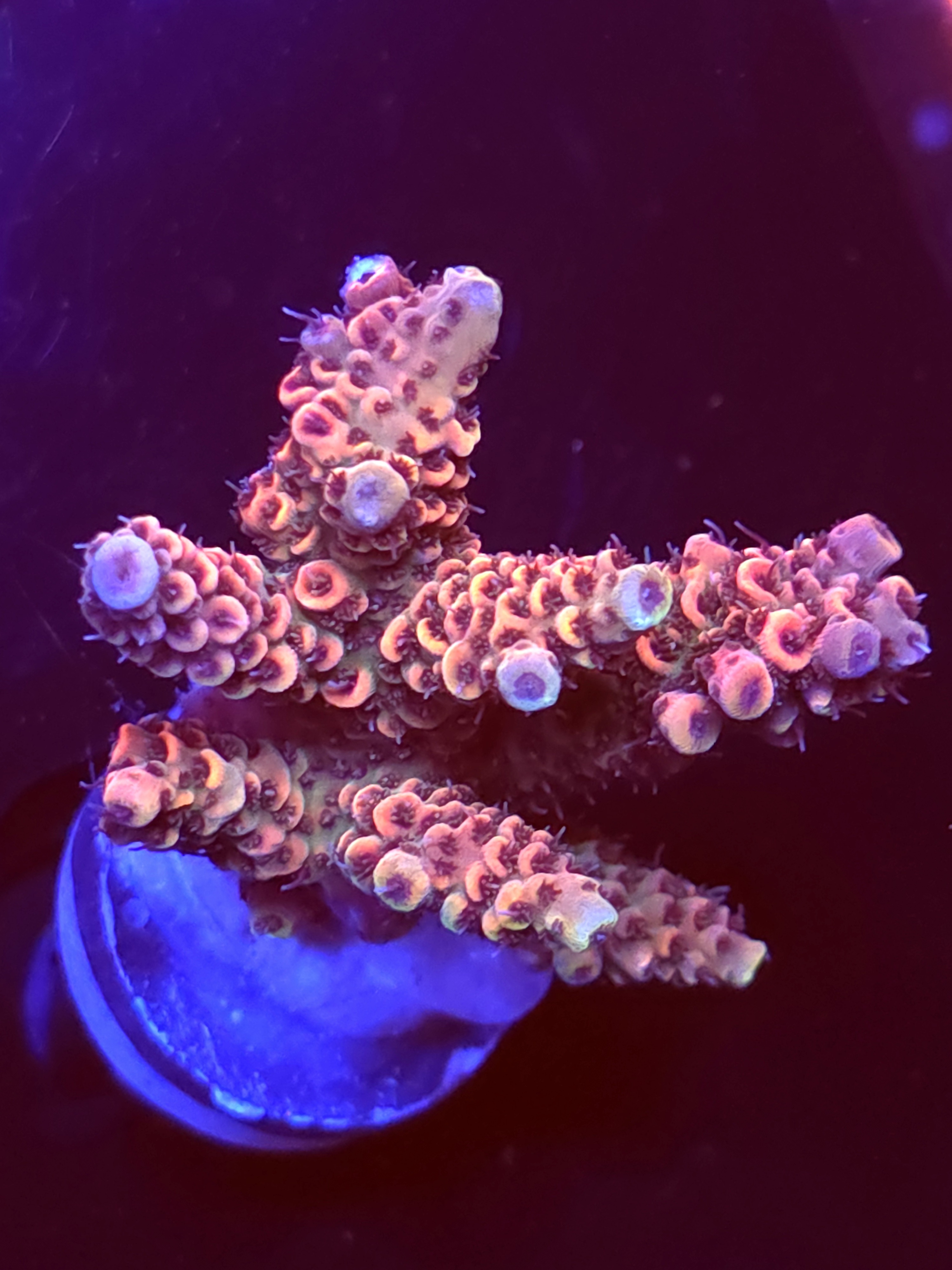 SBB "Reef Ember" Acro Medium Multibranch