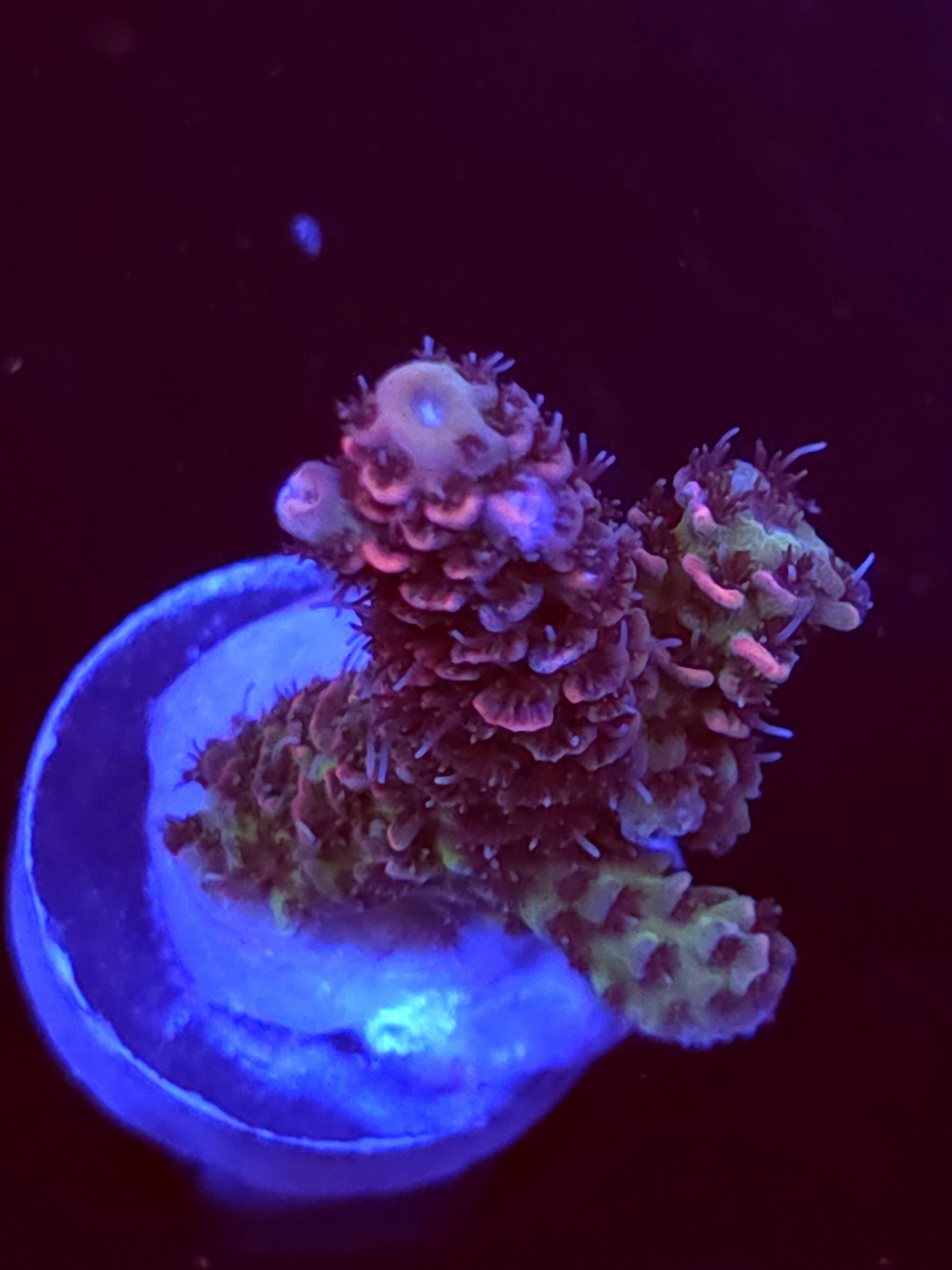 SBB "Mystery Signature" Acro Medium Branch