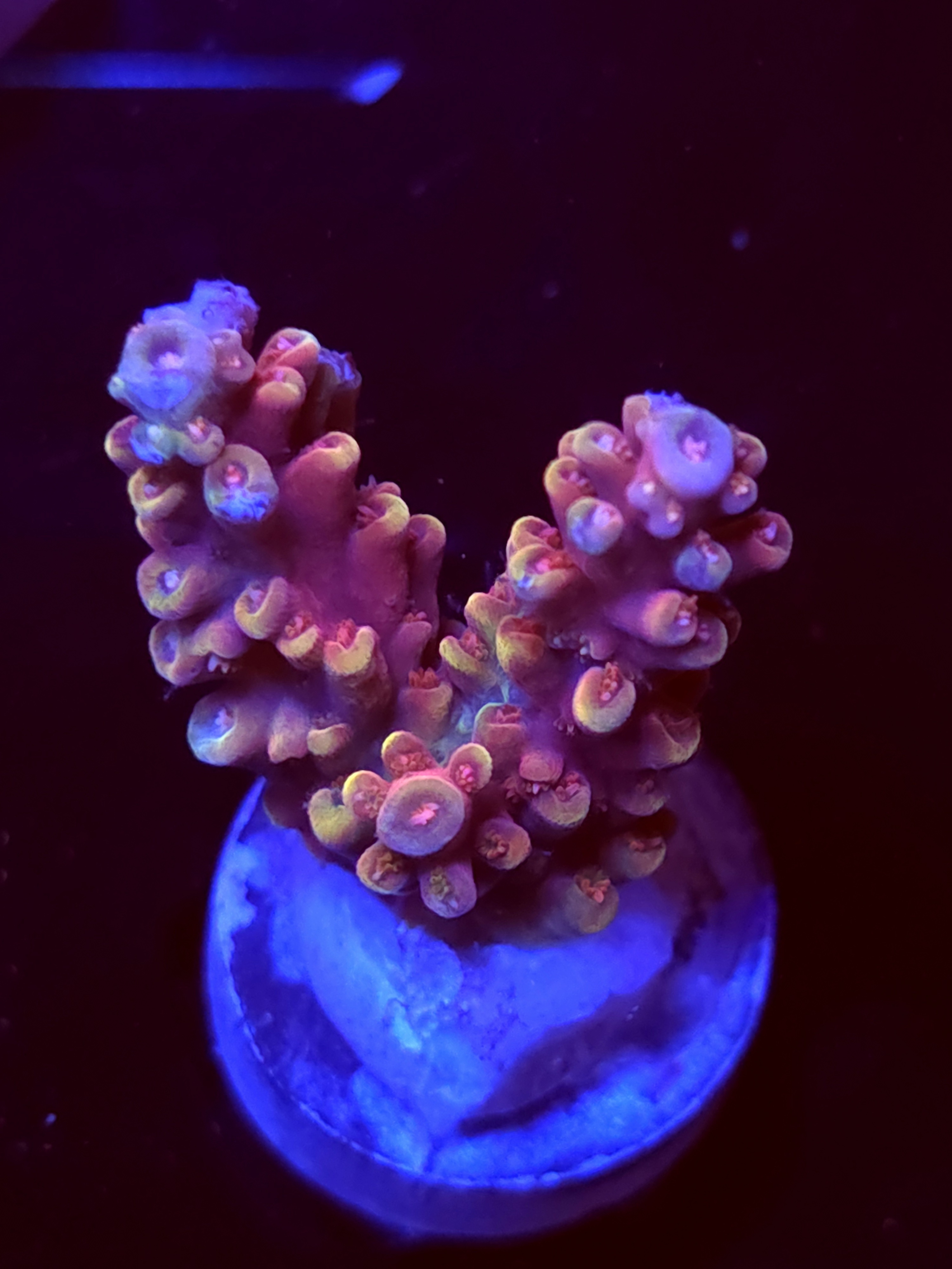 SBB "Tinker Bell" Acro Medium 2 Branch