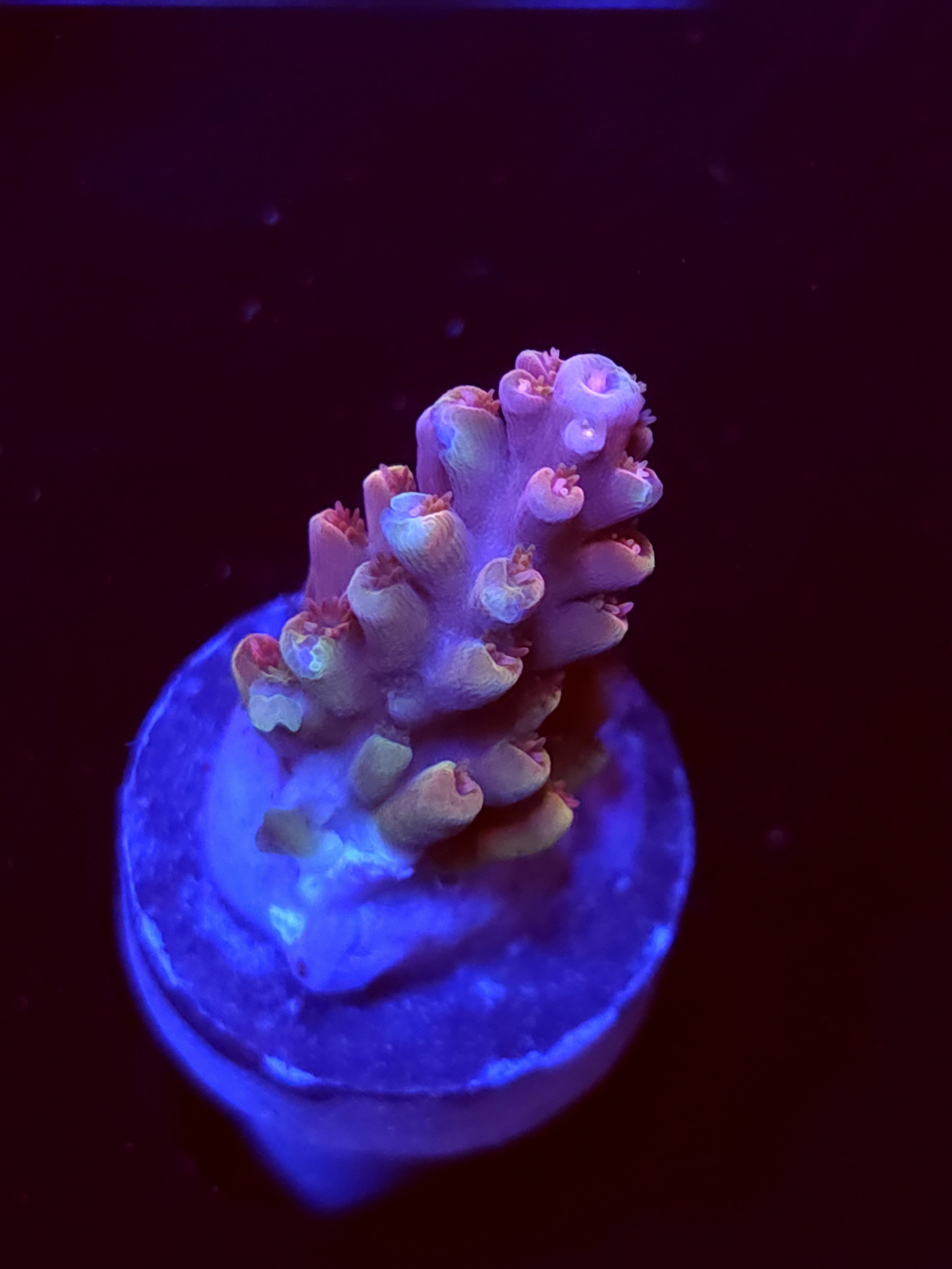 SBB "Tinker Bell" Acro Small Branch