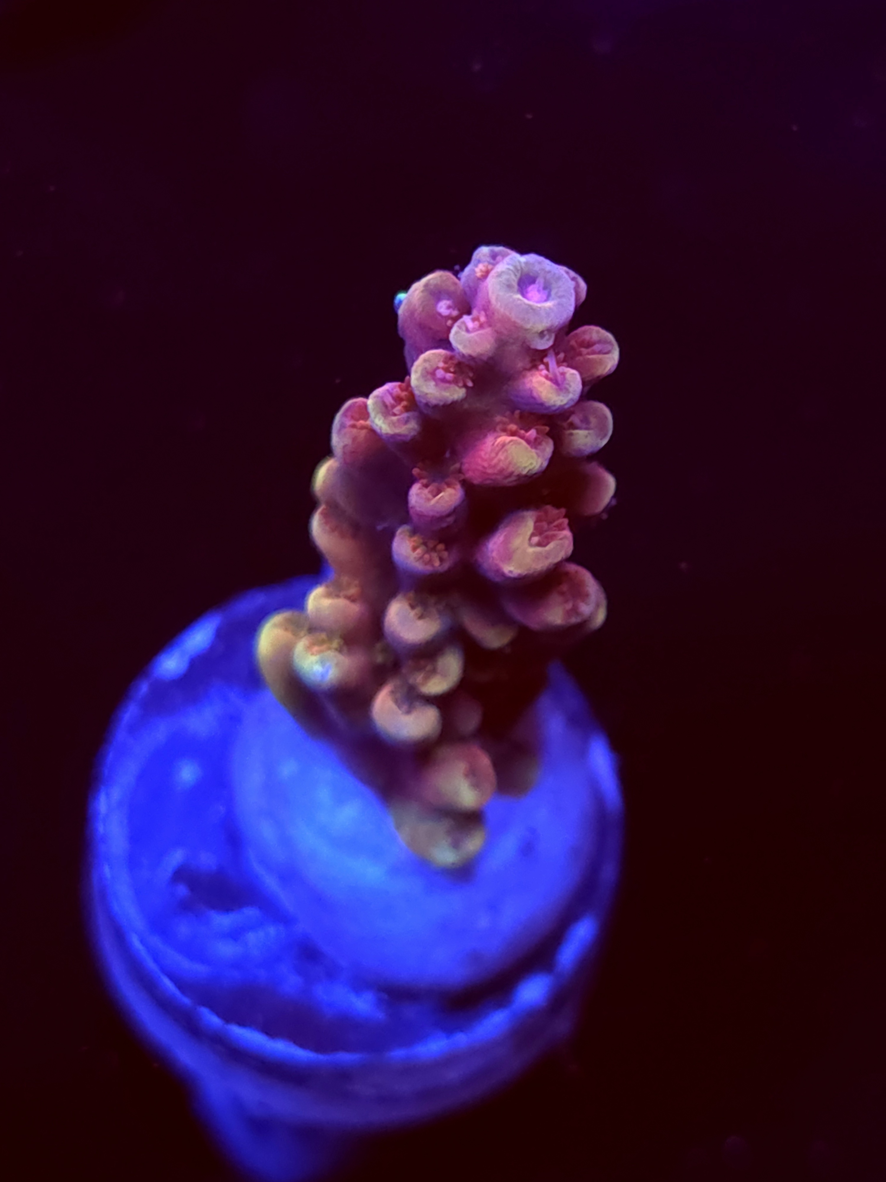 SBB "Tinker Bell" Acro Medium Branch